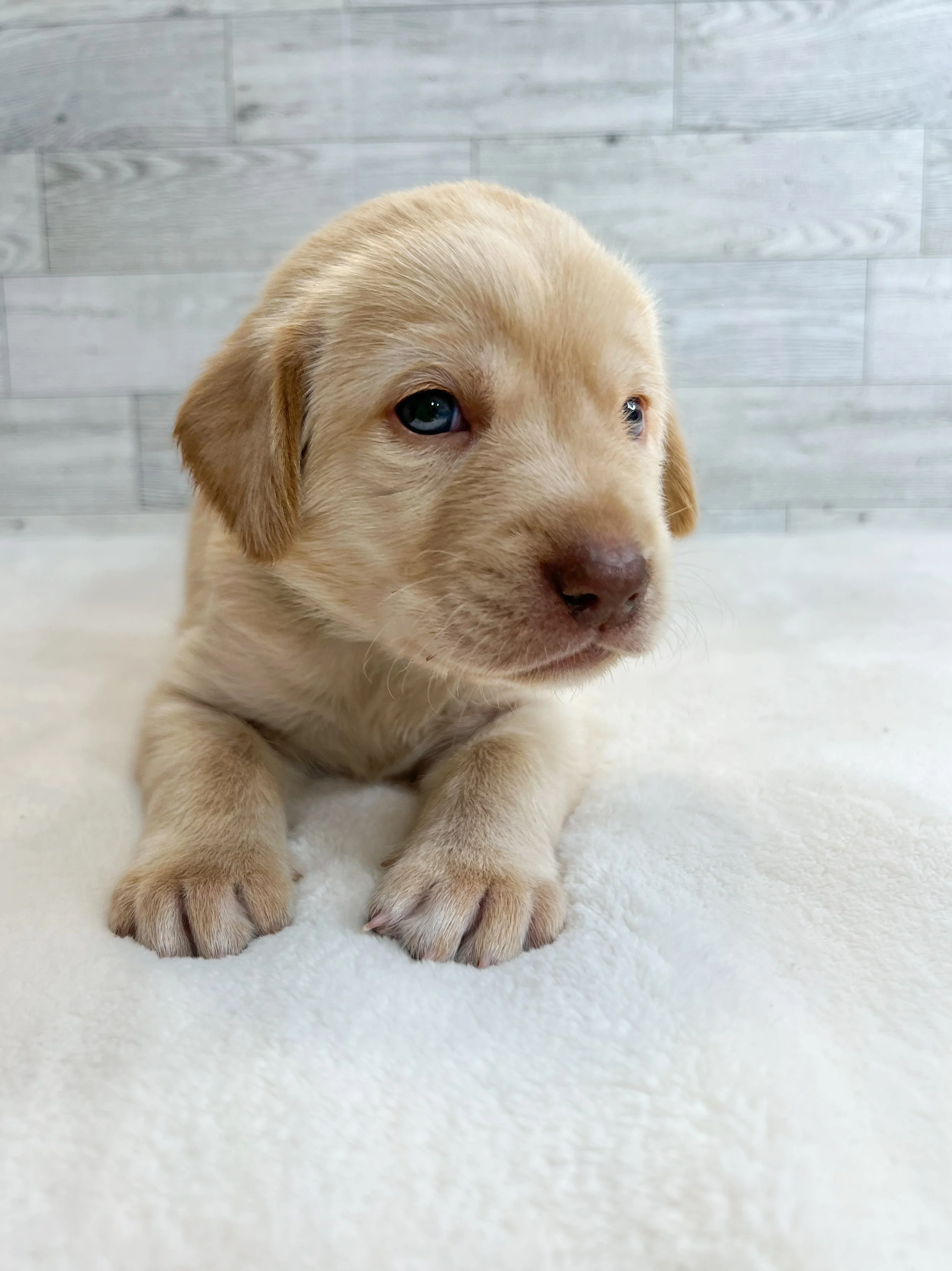 Yellow Labrador retriever puppies in arizona, Labrador retriever in arizona, az Labrador retriever, best lab breeder in arizona
