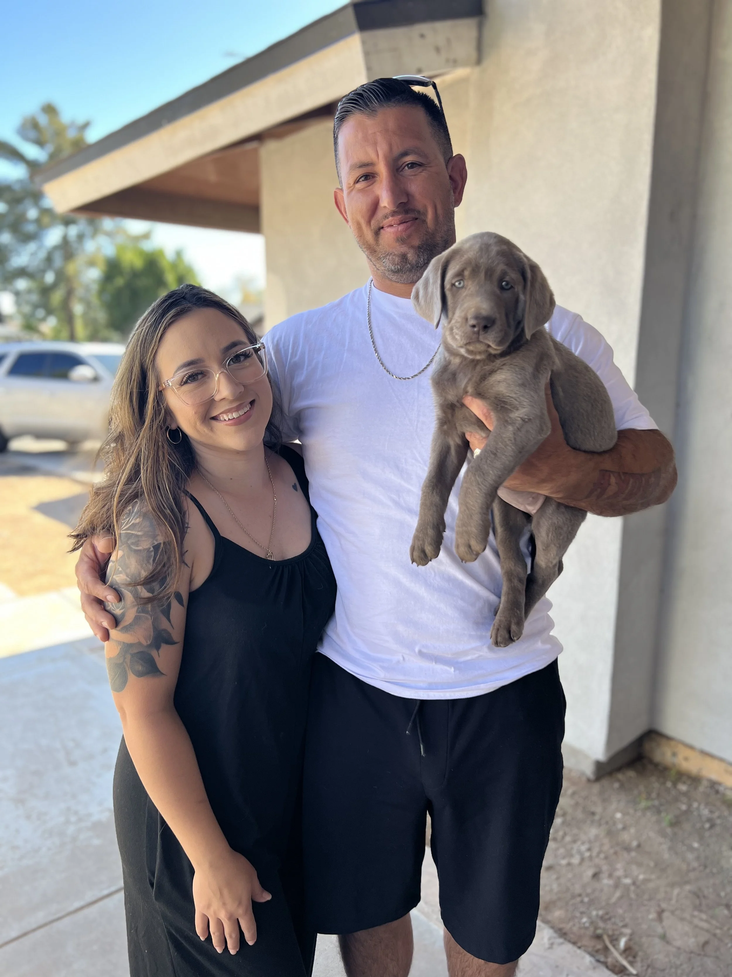 Silver lab puppy arizona, silver lab puppies in arizona, silver labs Phoenix, silver Labrador retriever puppies in arizona