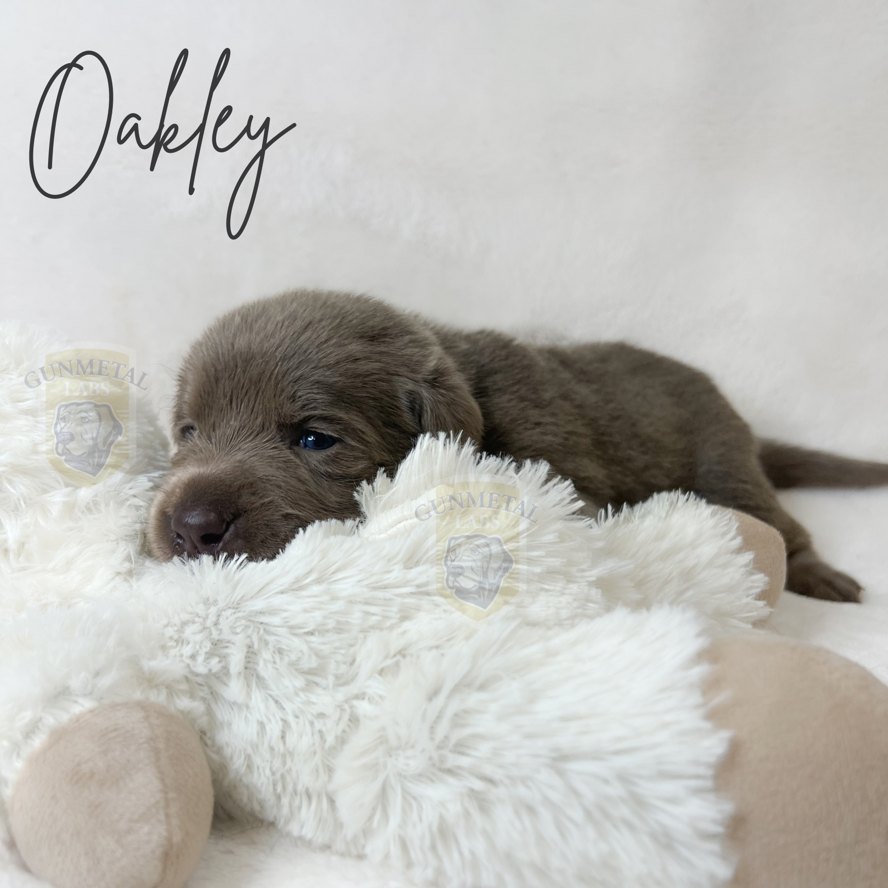 silver lab puppy, arizona silver lab puppy, silver lab puppy breeder, silver lab puppy for sale