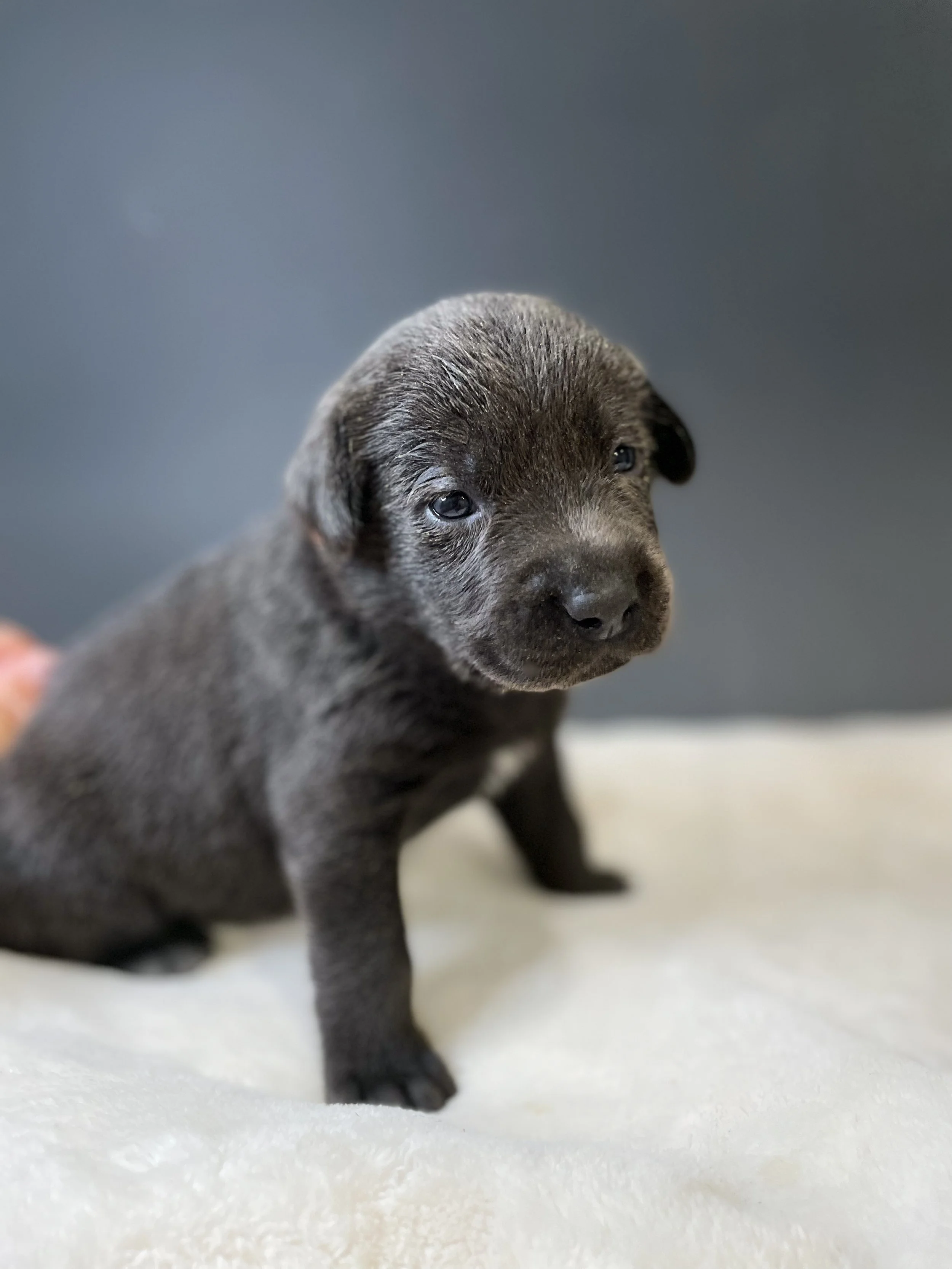 Charcoal lab puppy, charcoal labs in arizona