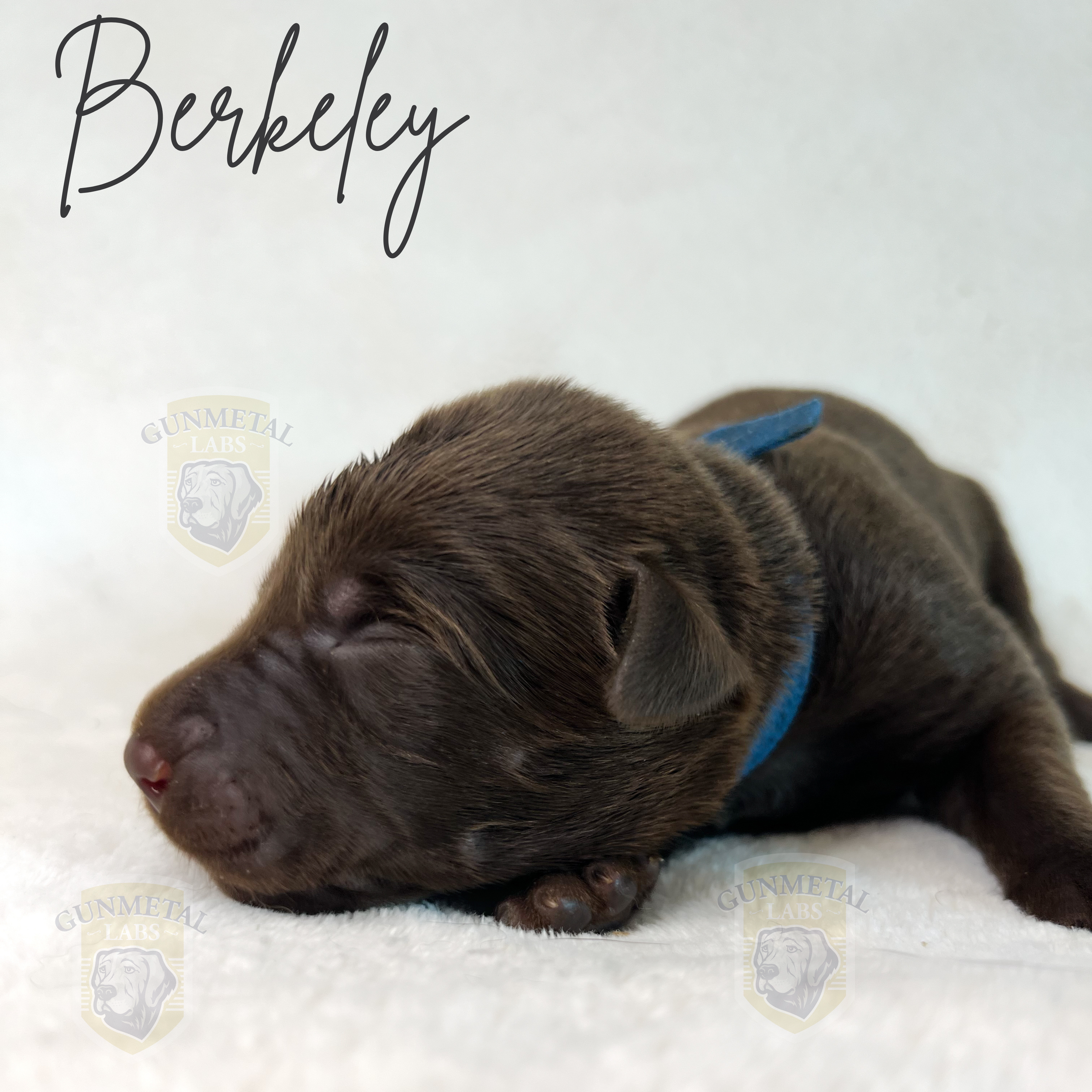 Chocolate lab puppy for sale, beautiful English lab