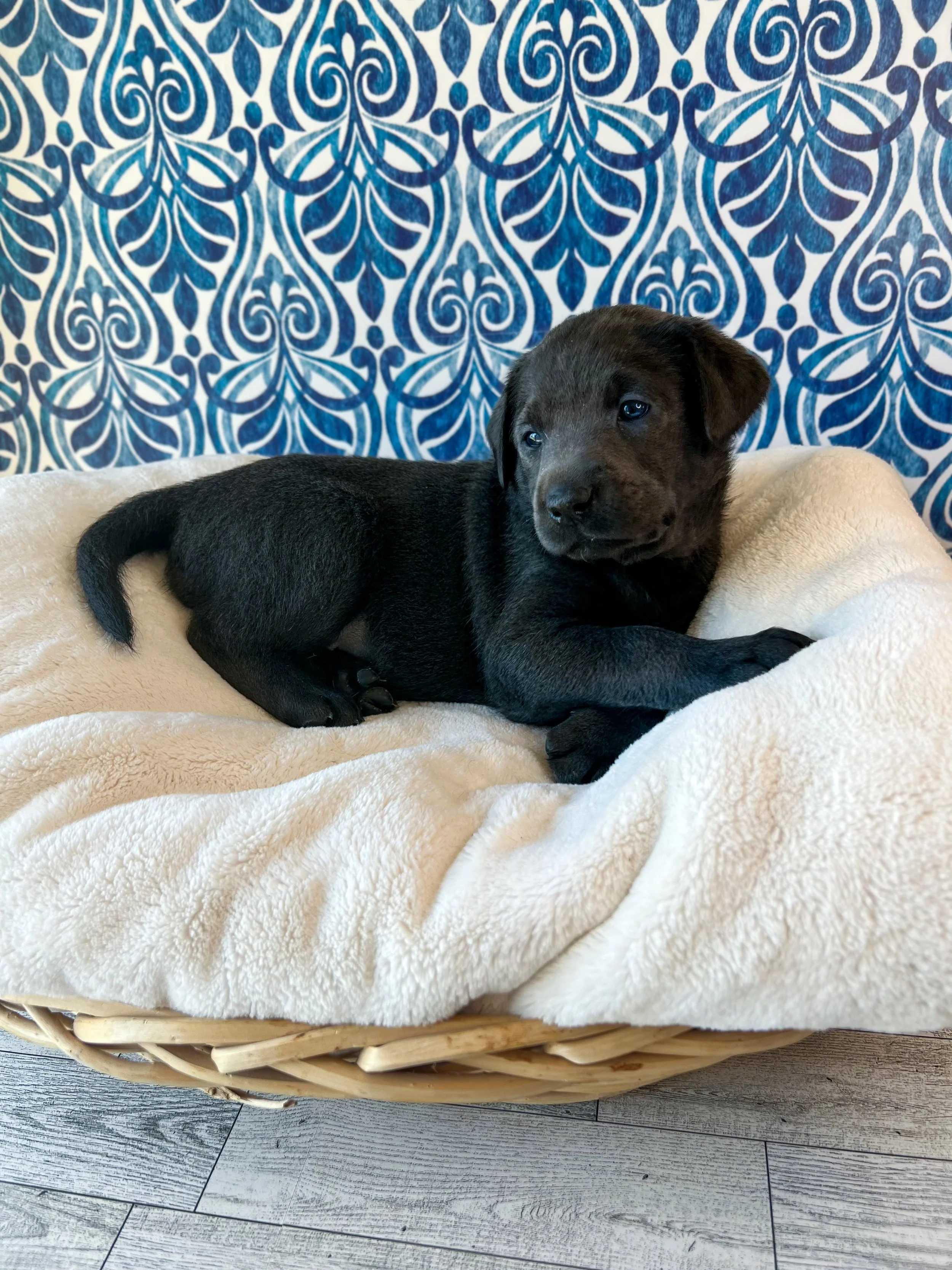 Charcoal Labrador retriever in Arizona, charcoal lab puppies in Arizon