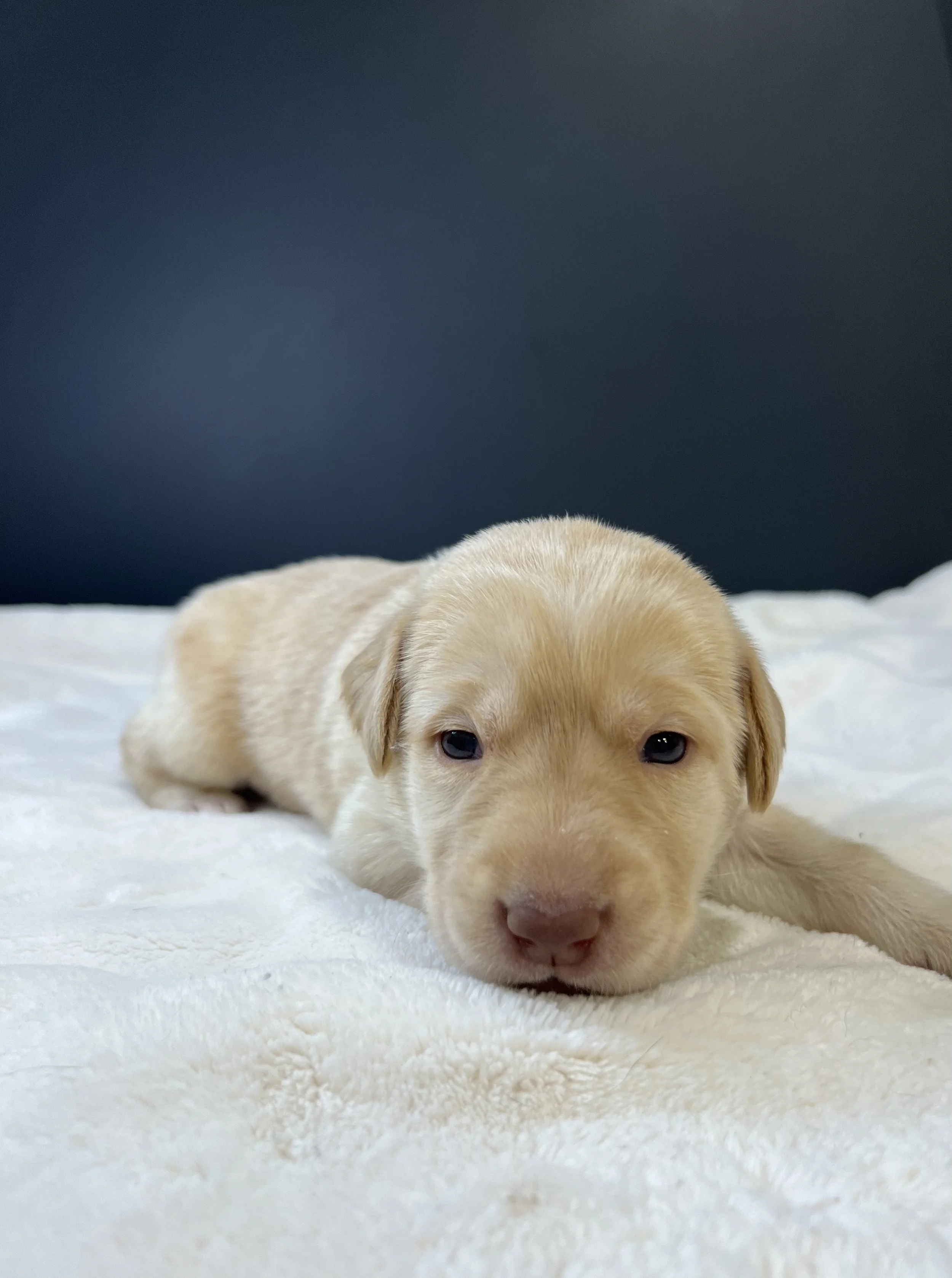 Yellow Labrador retriever puppies in arizona, Labrador retriever in arizona, az Labrador retriever, best lab breeder in arizona