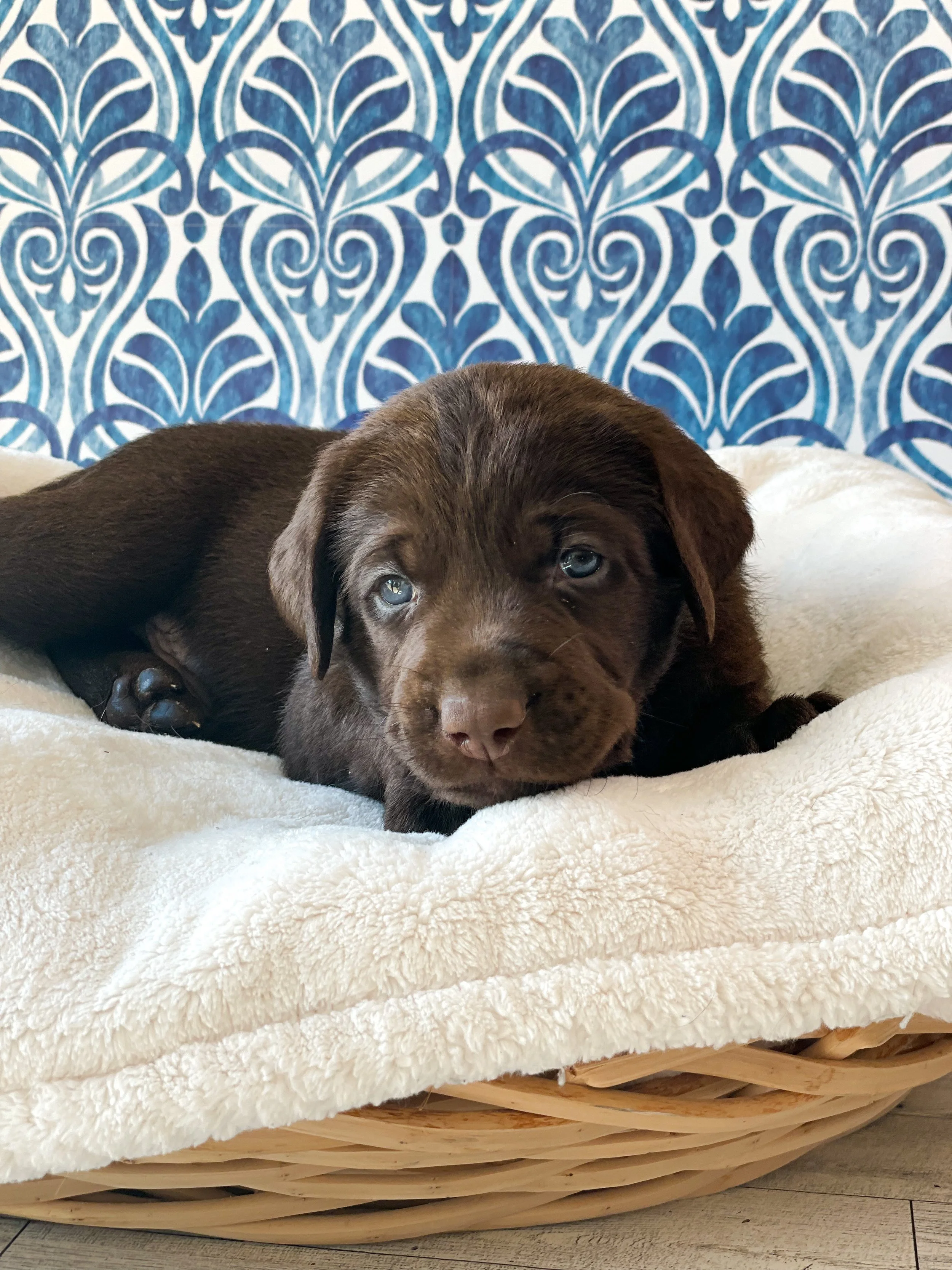 Chocolate lab puppies in Arizona, cutest chocolate lab puppy, Labrador retriever breeder in AZ