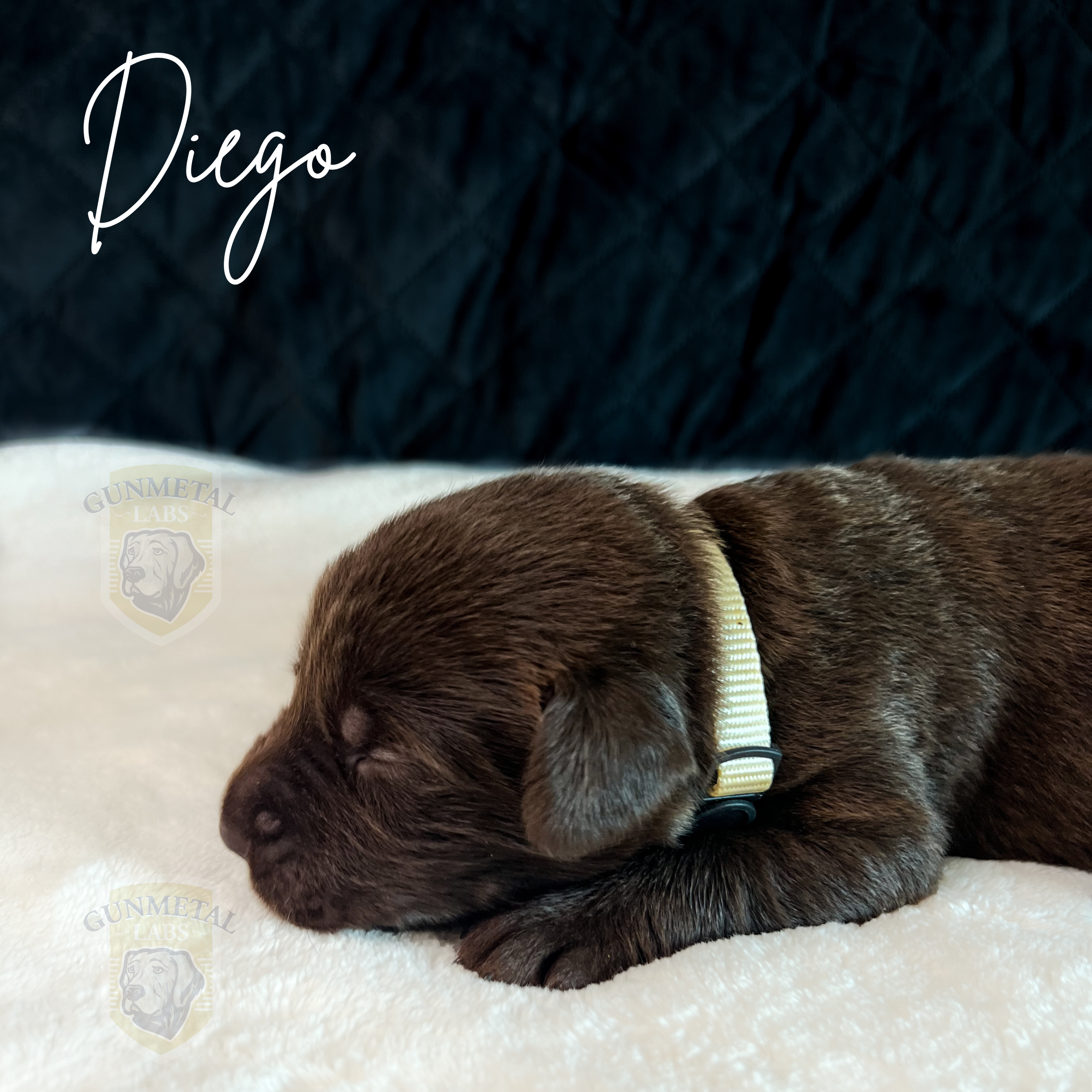 English chocolate lab