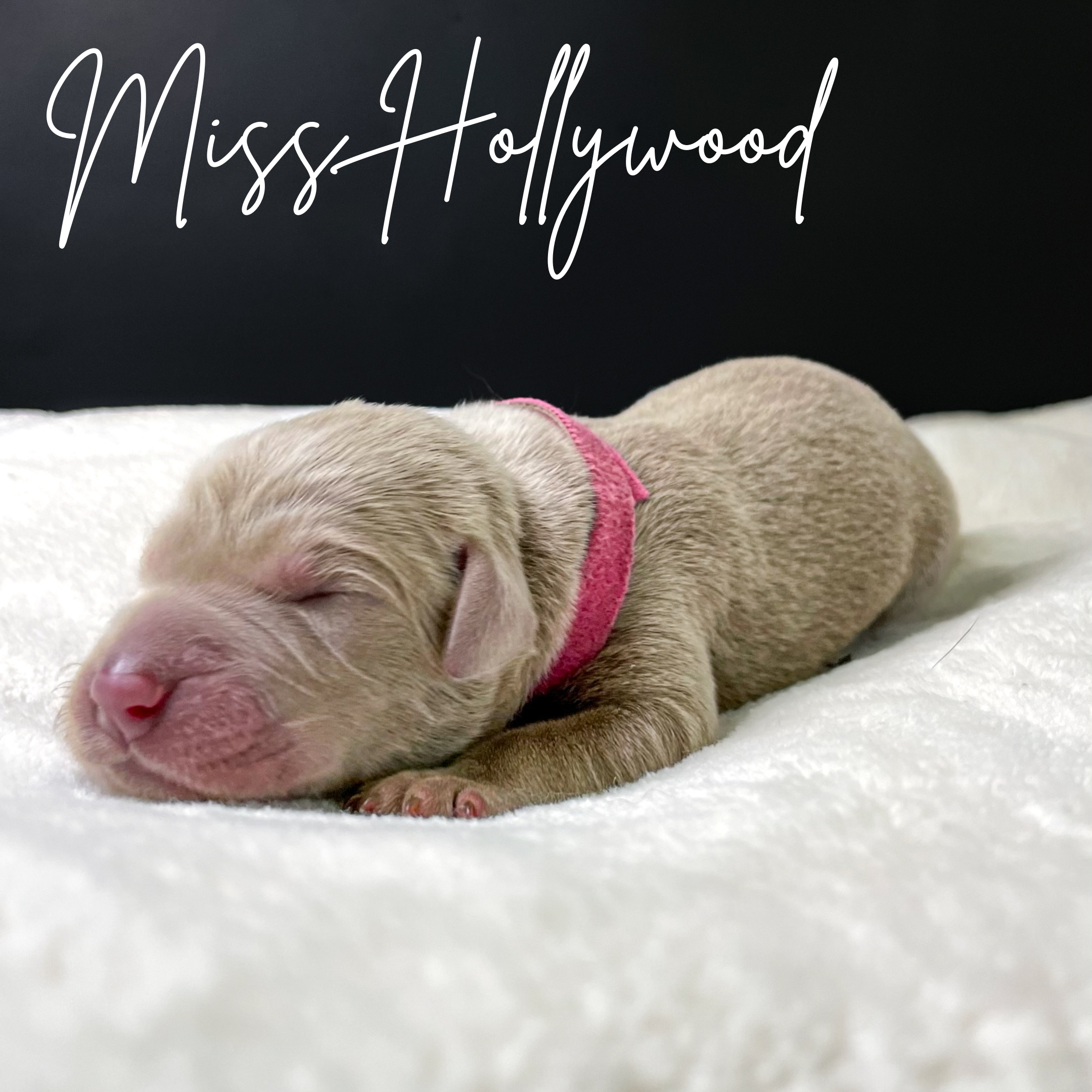 Silver lab female puppy, Arizona silver lab puppy