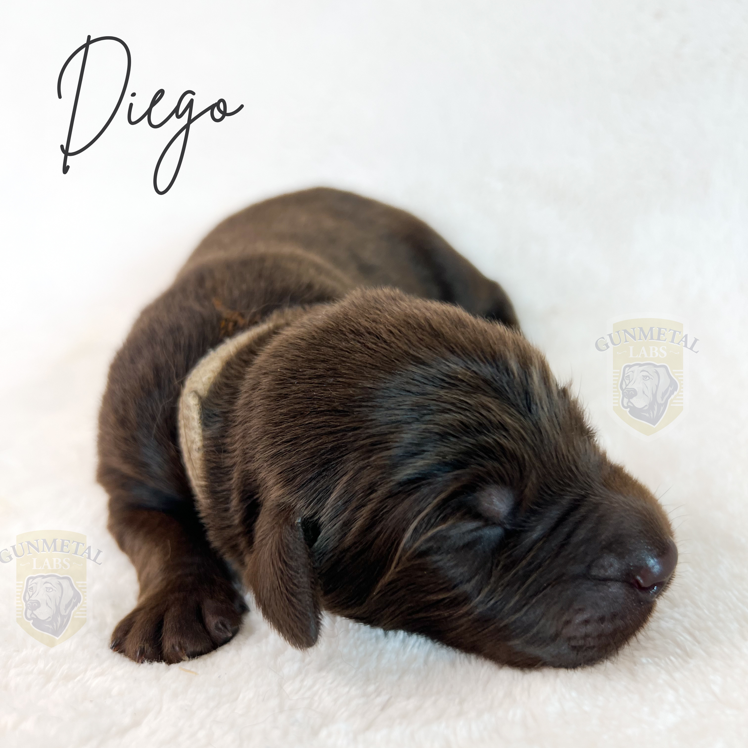 English chocolate lab