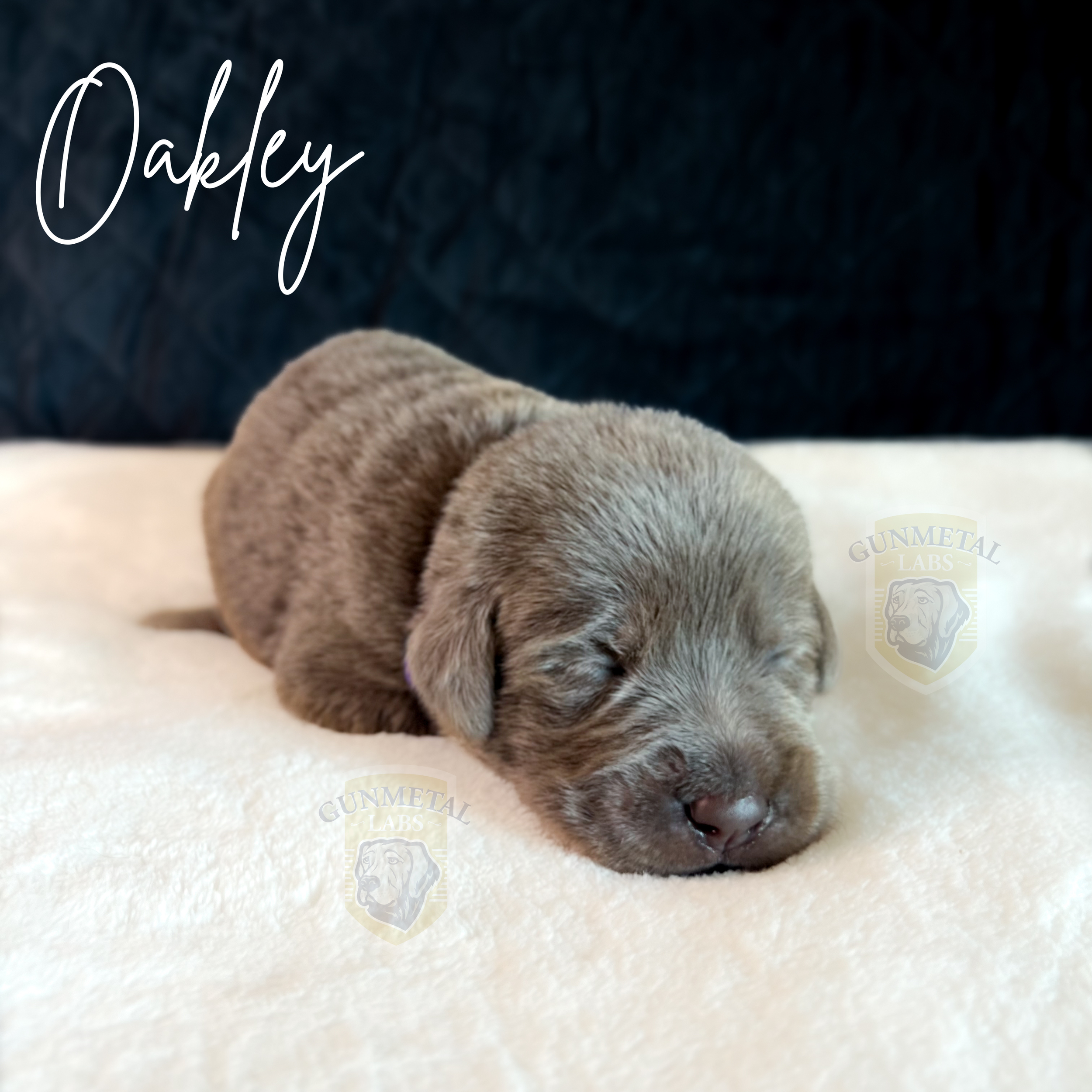 silver lab puppy, arizona silver lab puppy, silver lab puppy breeder, silver lab puppy for sale