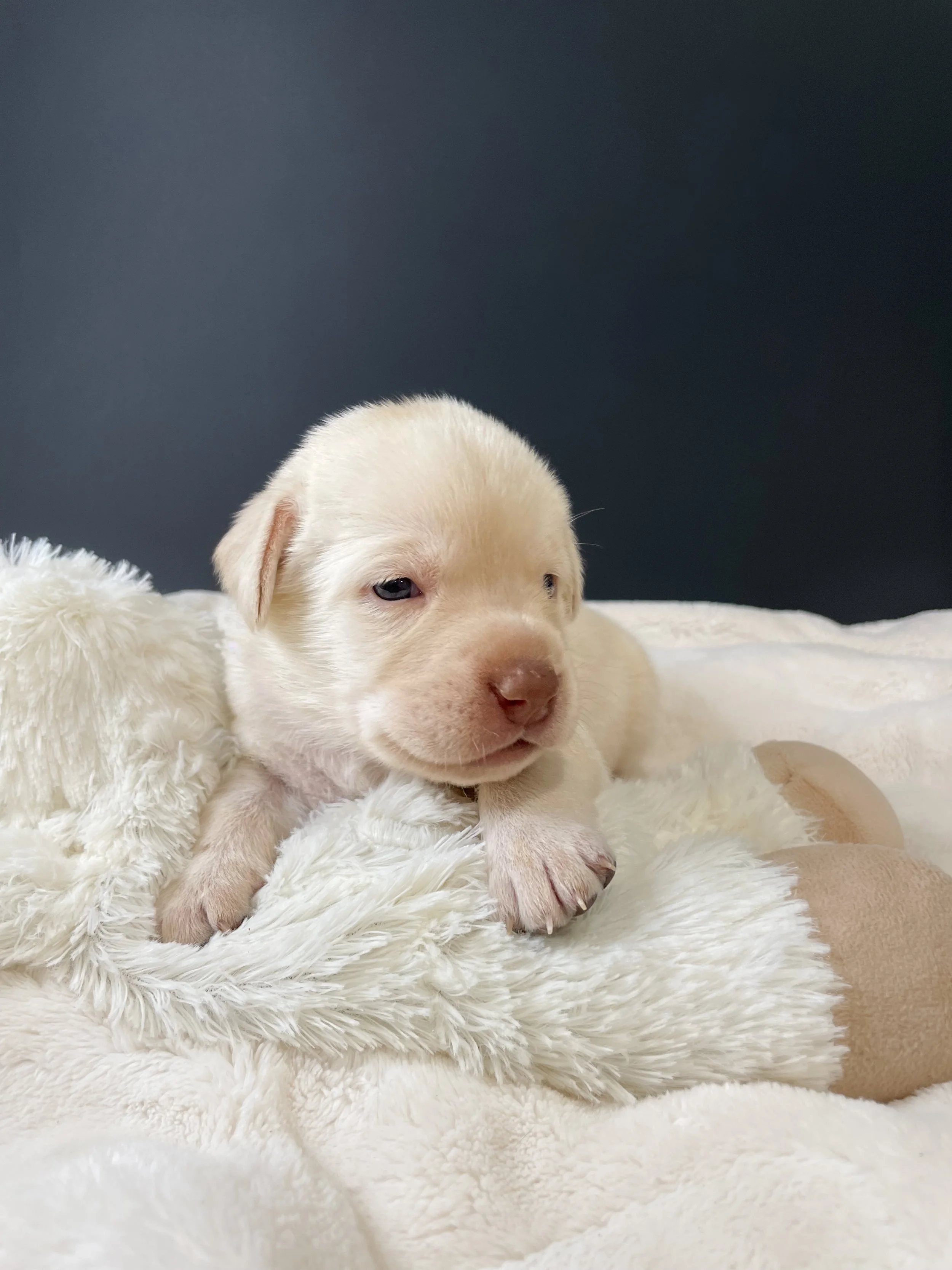 Champagne lab puppy, champagne lab puppies in arizona, dilute Labrador retriever puppies