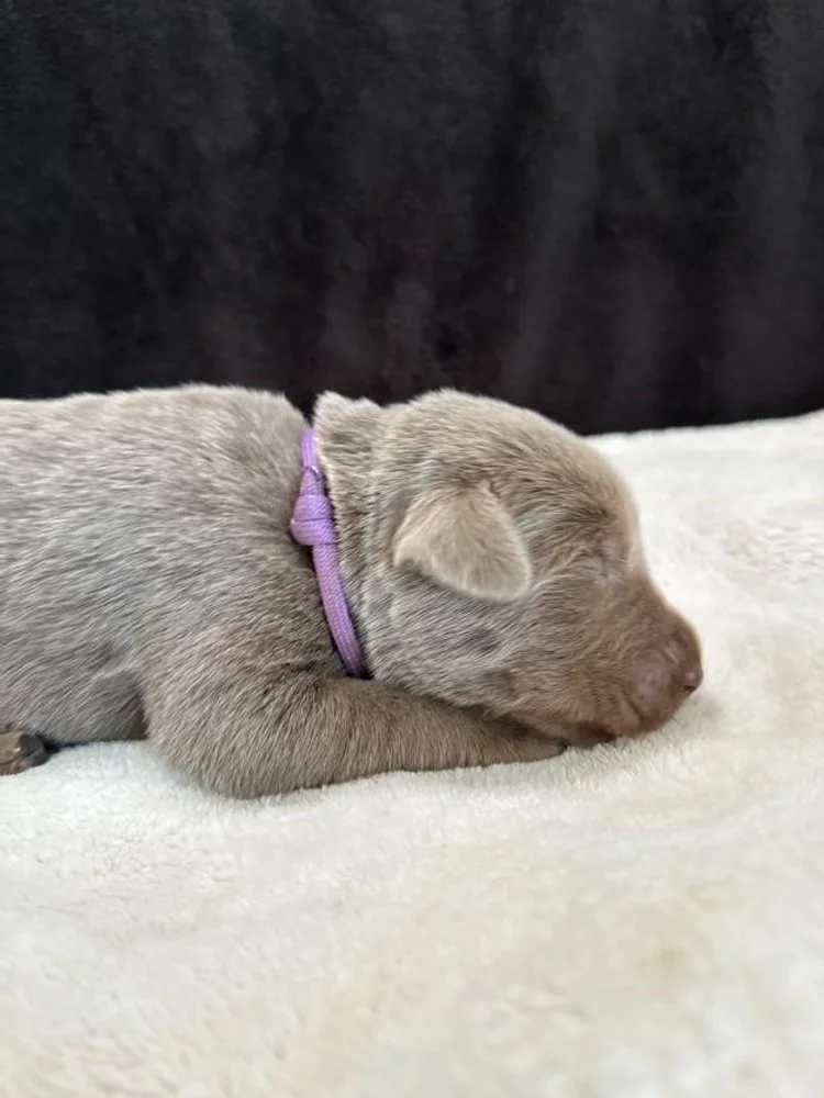 Silver lab for sale, Arizona