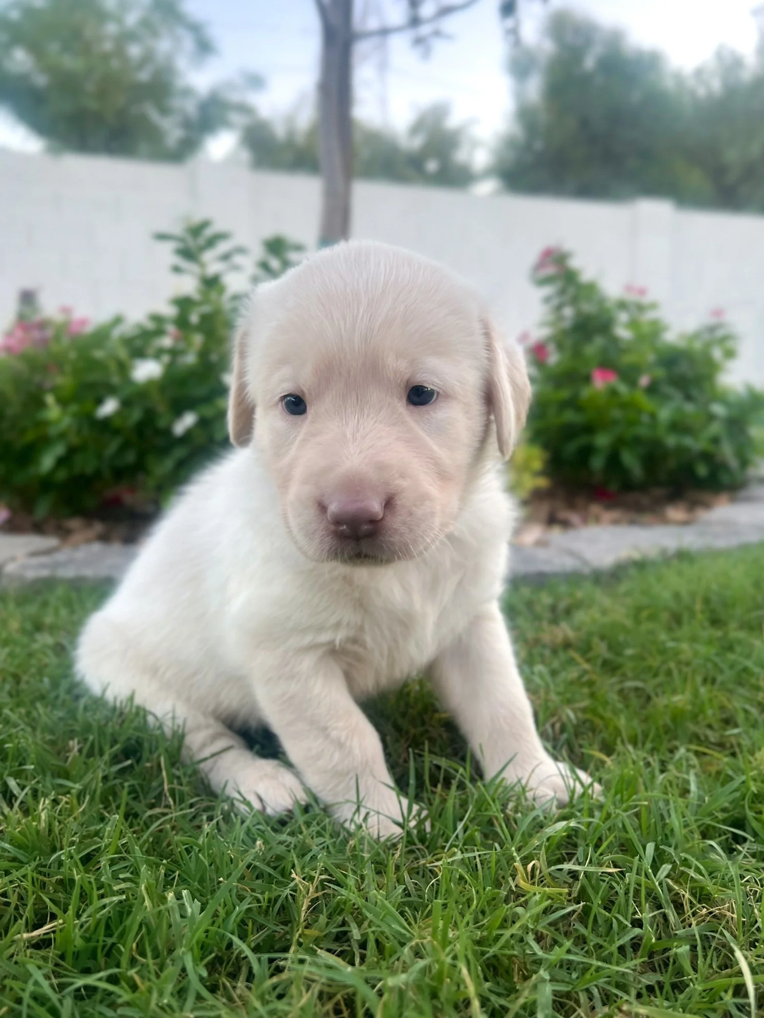 Champagne lab puppy for sale