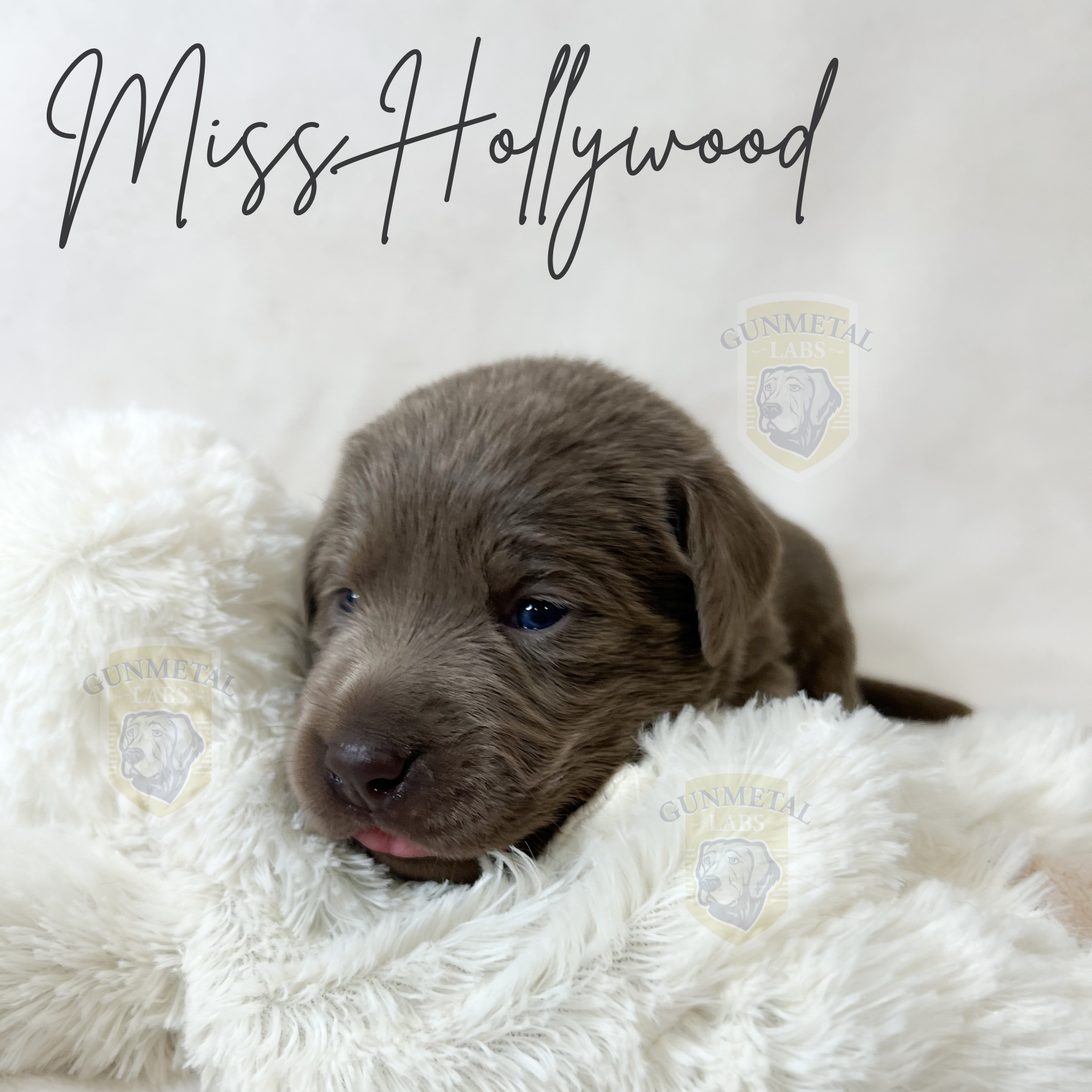 Silver lab puppy for sale in Arizona,California Dreamin litter