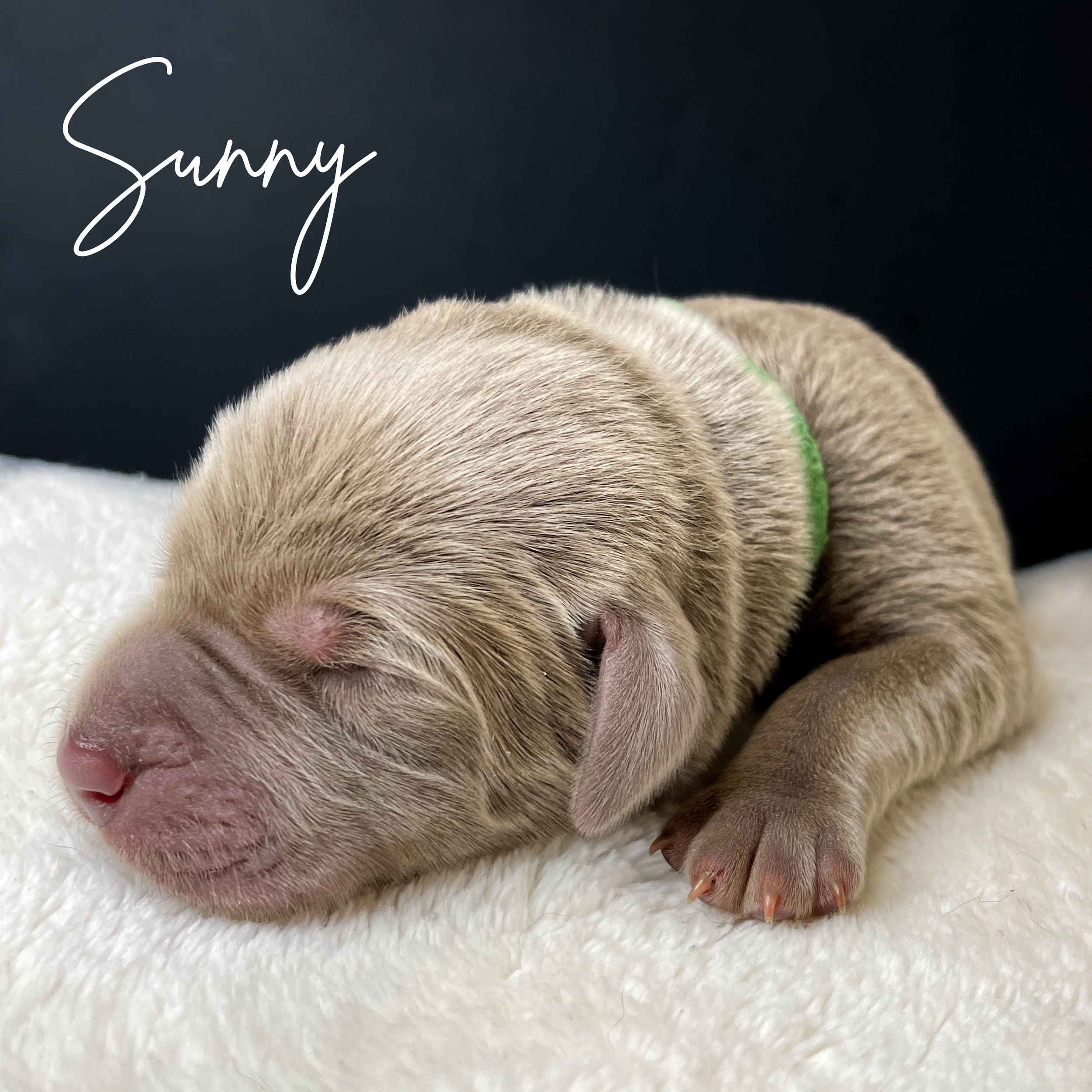 Labrador puppy Mesa az silver lab puppy