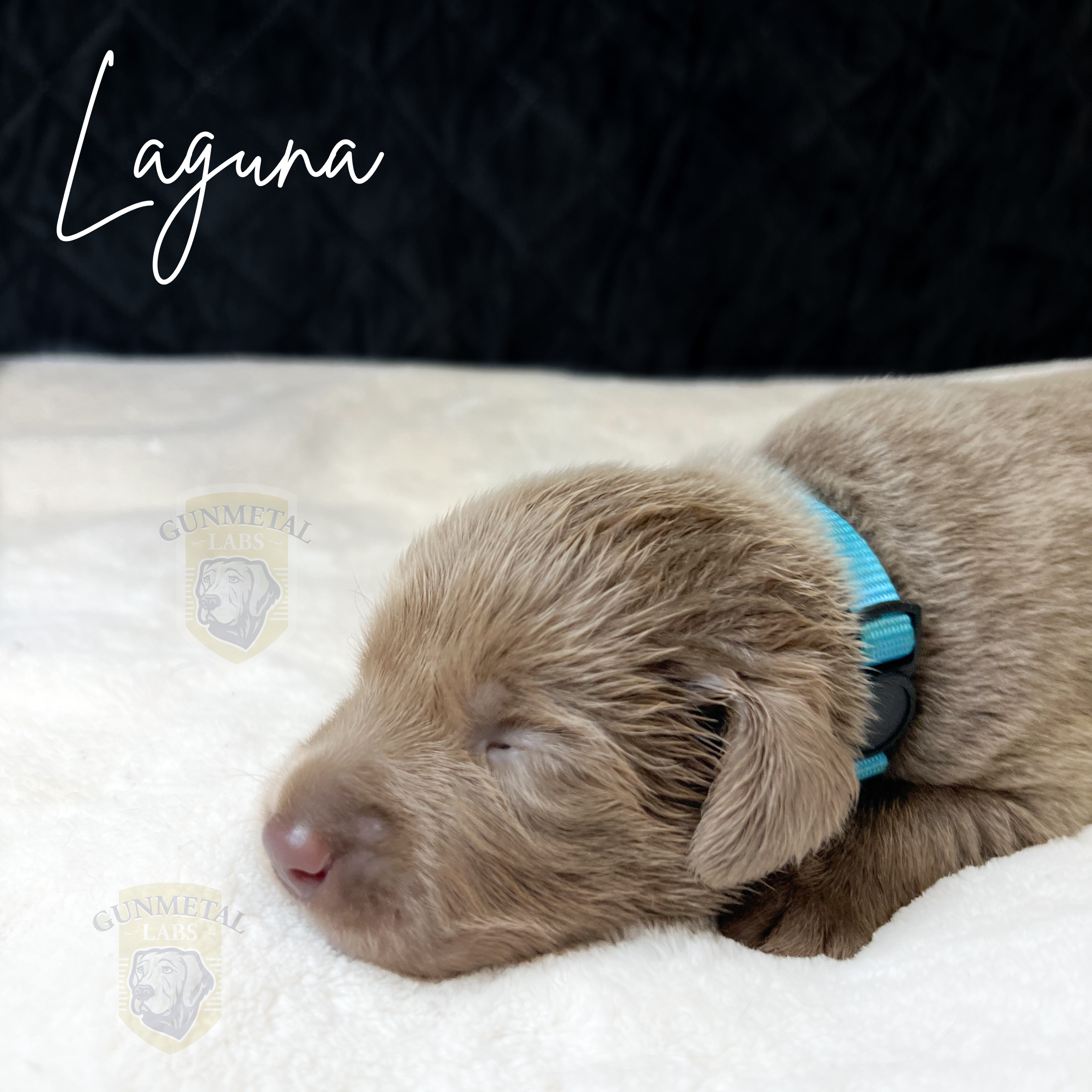 Silver lab at puppy 2 weeks old