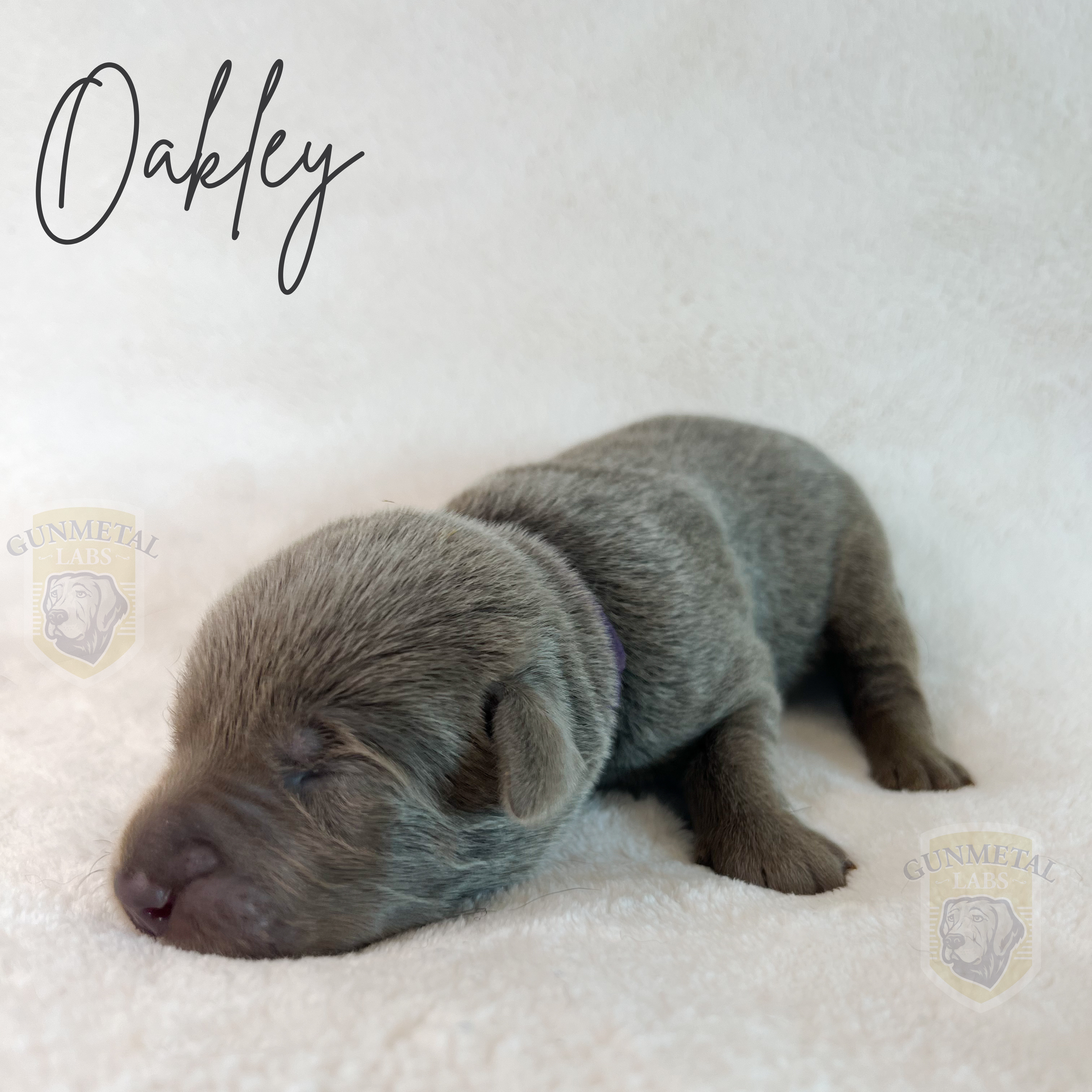 silver lab puppy, arizona silver lab puppy, silver lab puppy breeder, silver lab puppy for sale