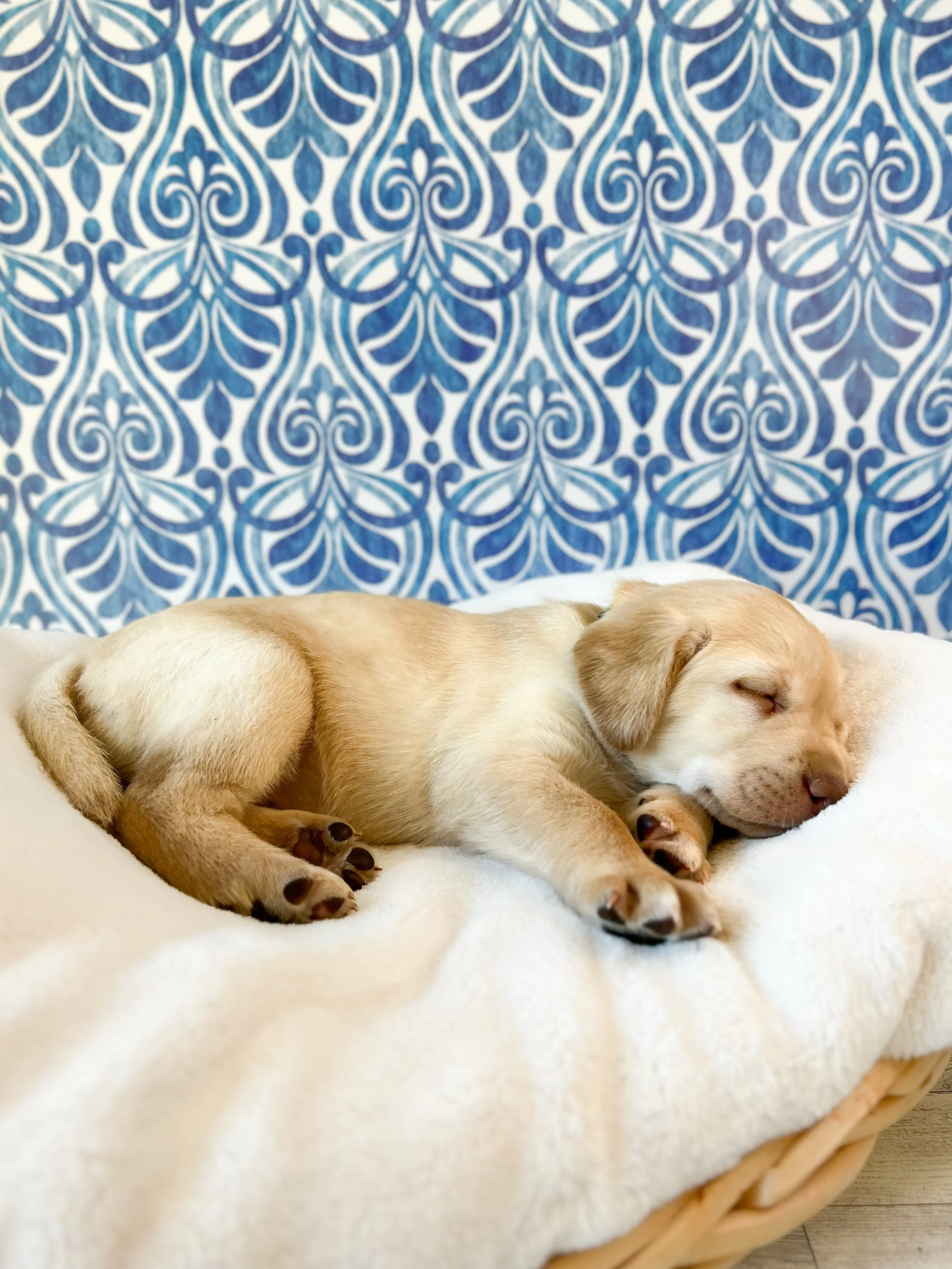 Yellow Labrador retriever puppies in arizona, Labrador retriever in arizona, az Labrador retriever, best lab breeder in arizona