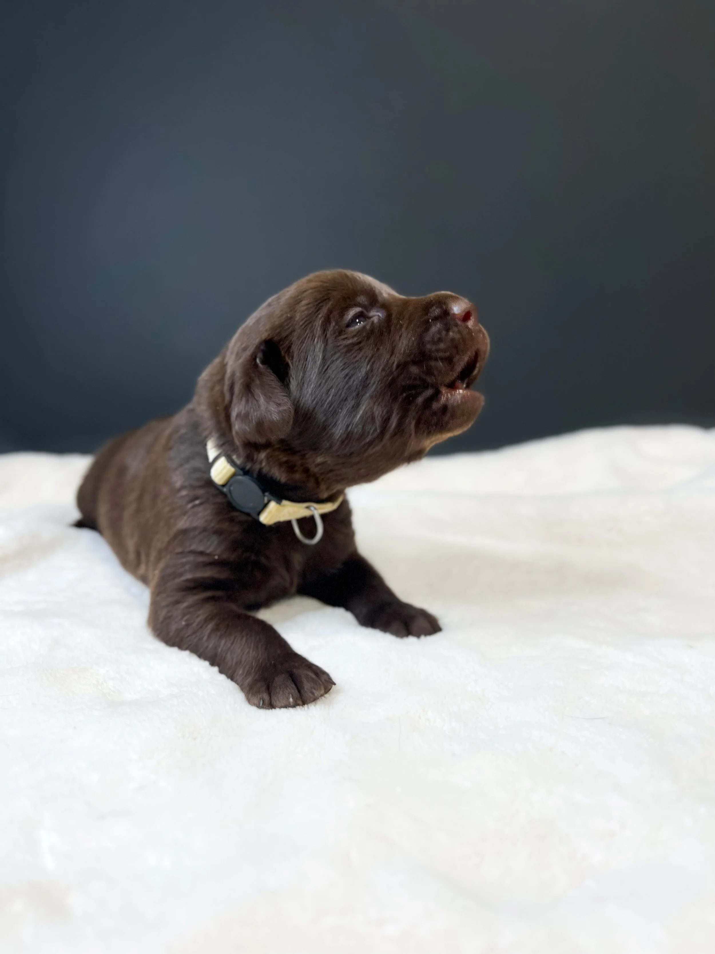 Chocolate lab puppies in Arizona, cutest chocolate lab puppy, Labrador retriever breeder in AZ