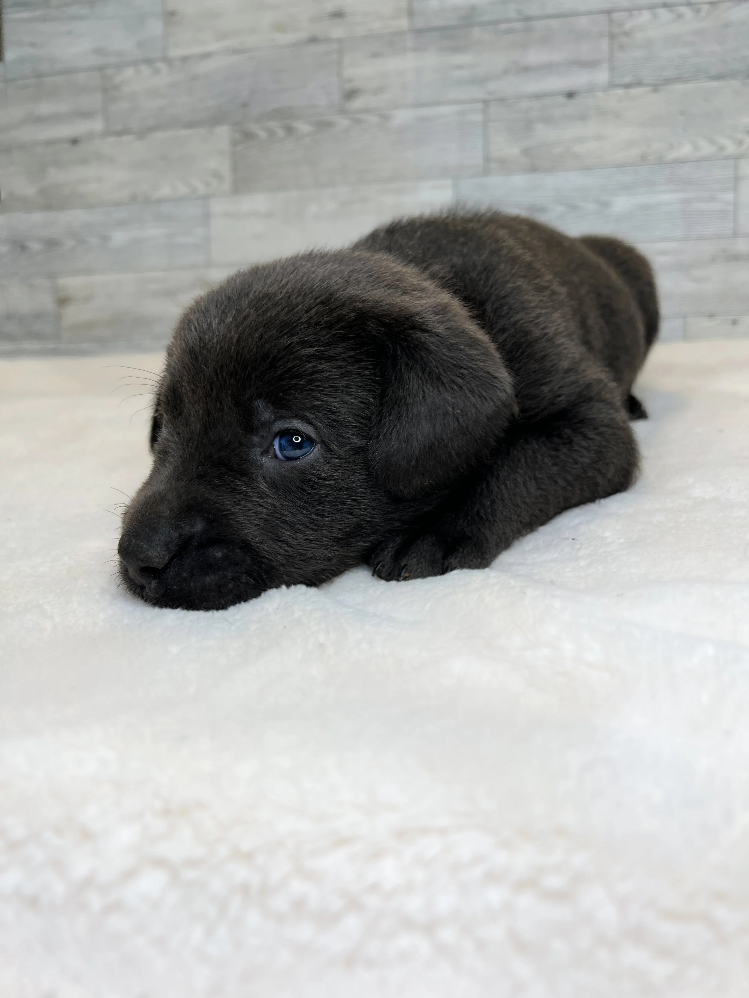 Charcoal lab puppy, charcoal labs in arizona