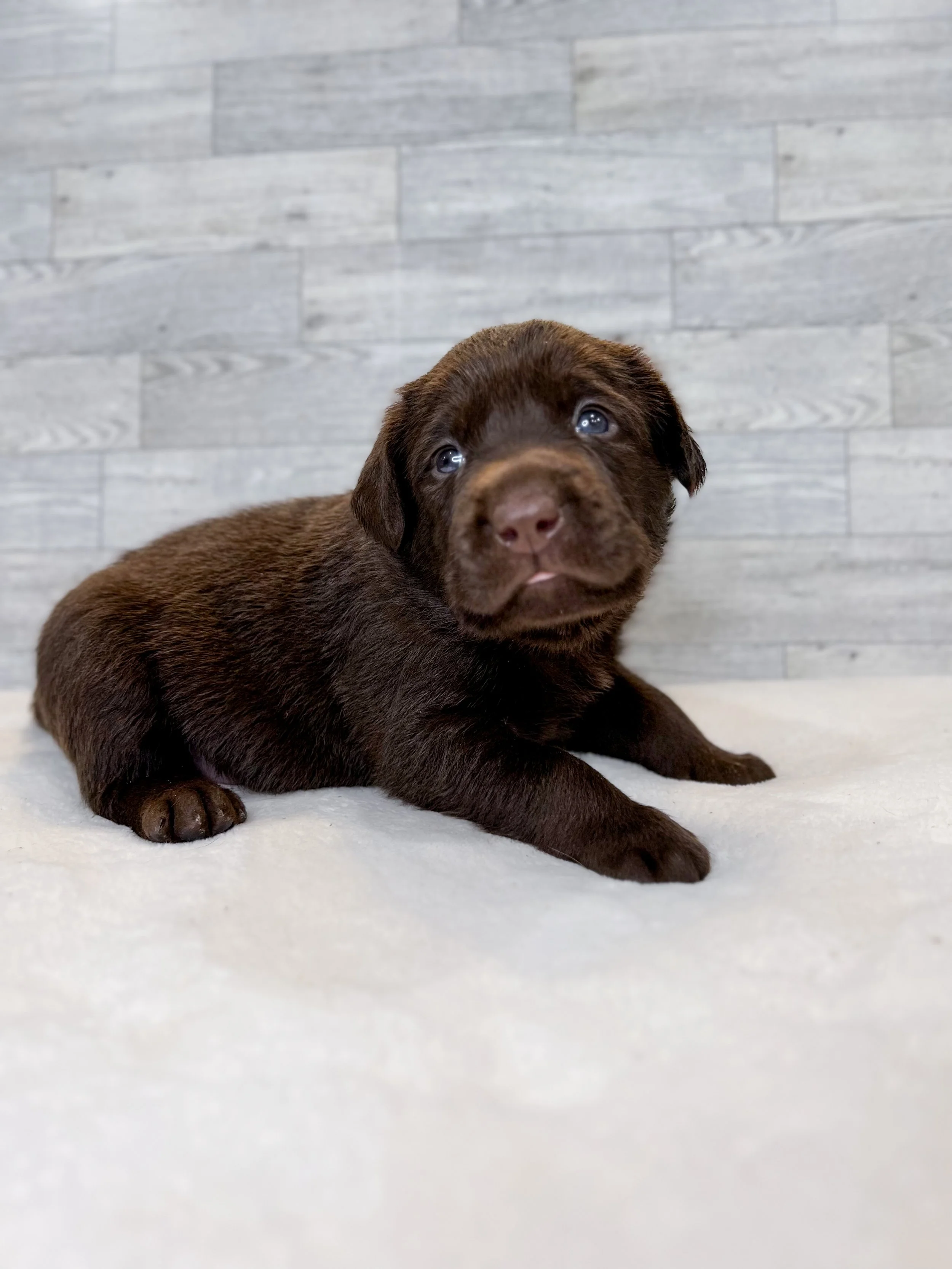 Chocolate lab puppies in Arizona, cutest chocolate lab puppy, Labrador retriever breeder in AZ