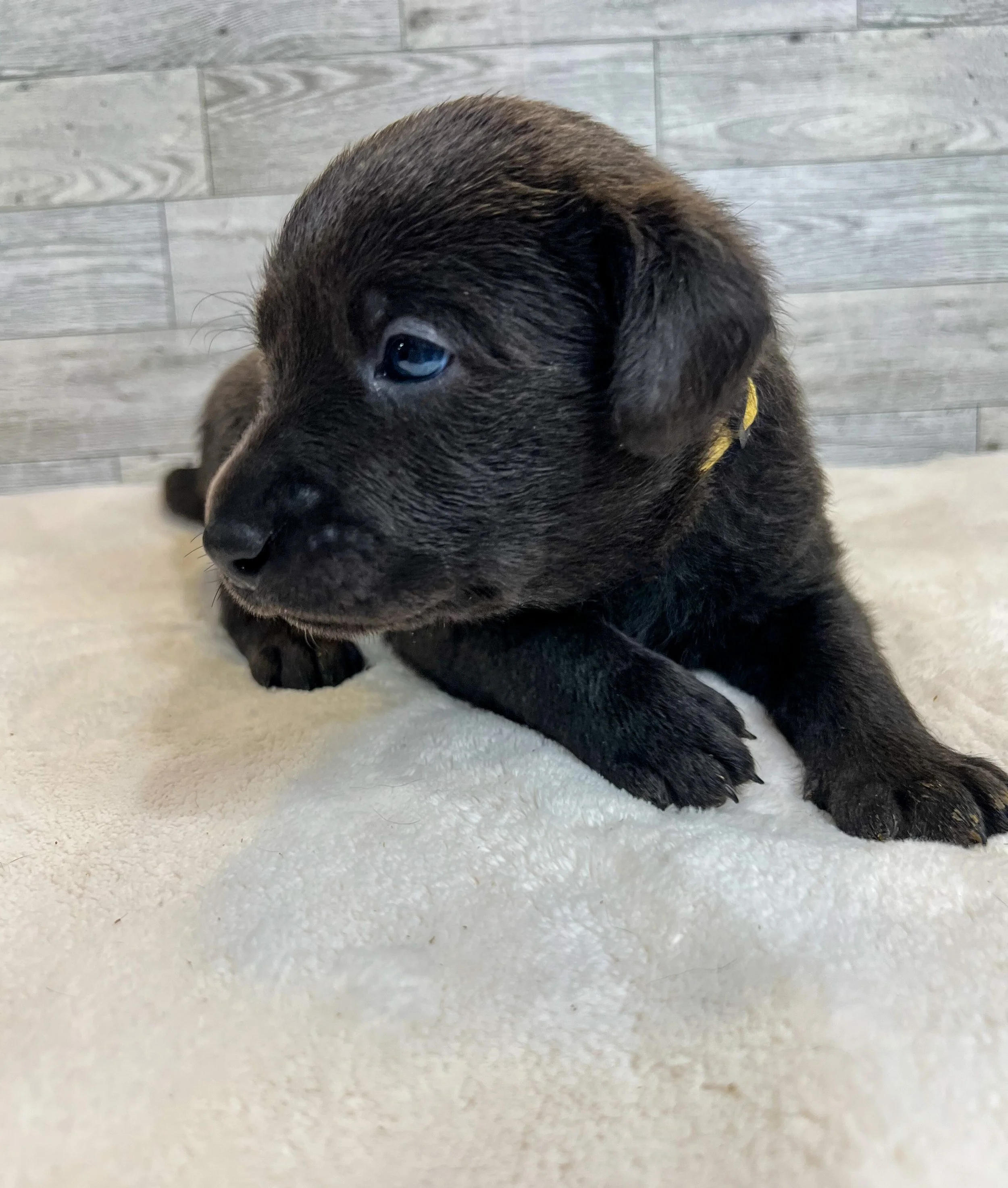 Charcoal Labrador retriever in Arizona, charcoal lab puppies in Arizon