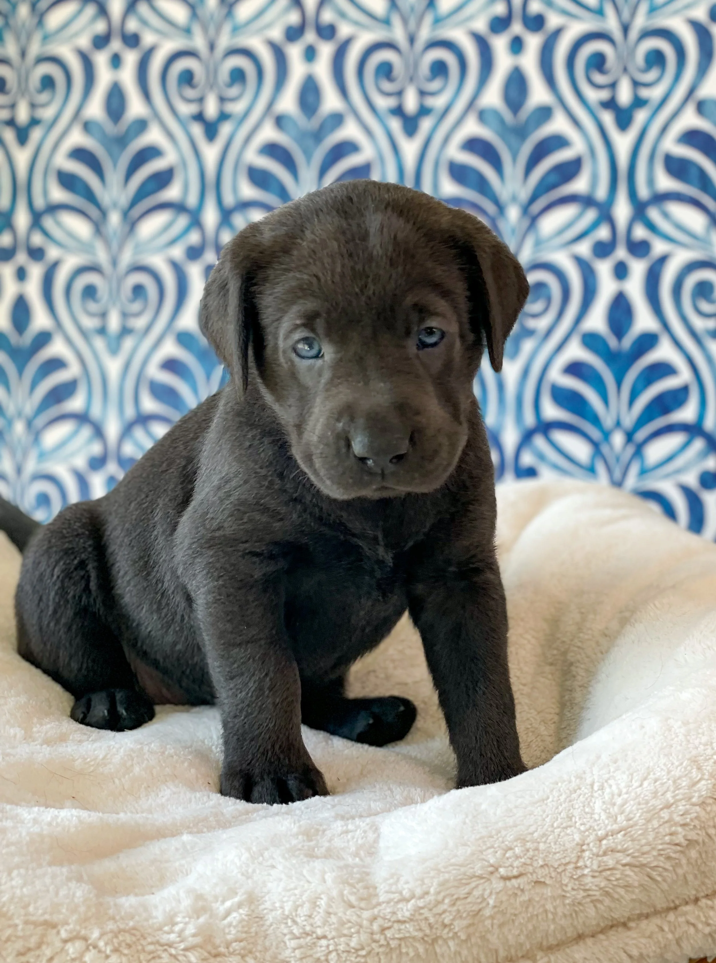 Charcoal lab puppies in arizona, charcoal labrador retriever puppy, charcoal labs