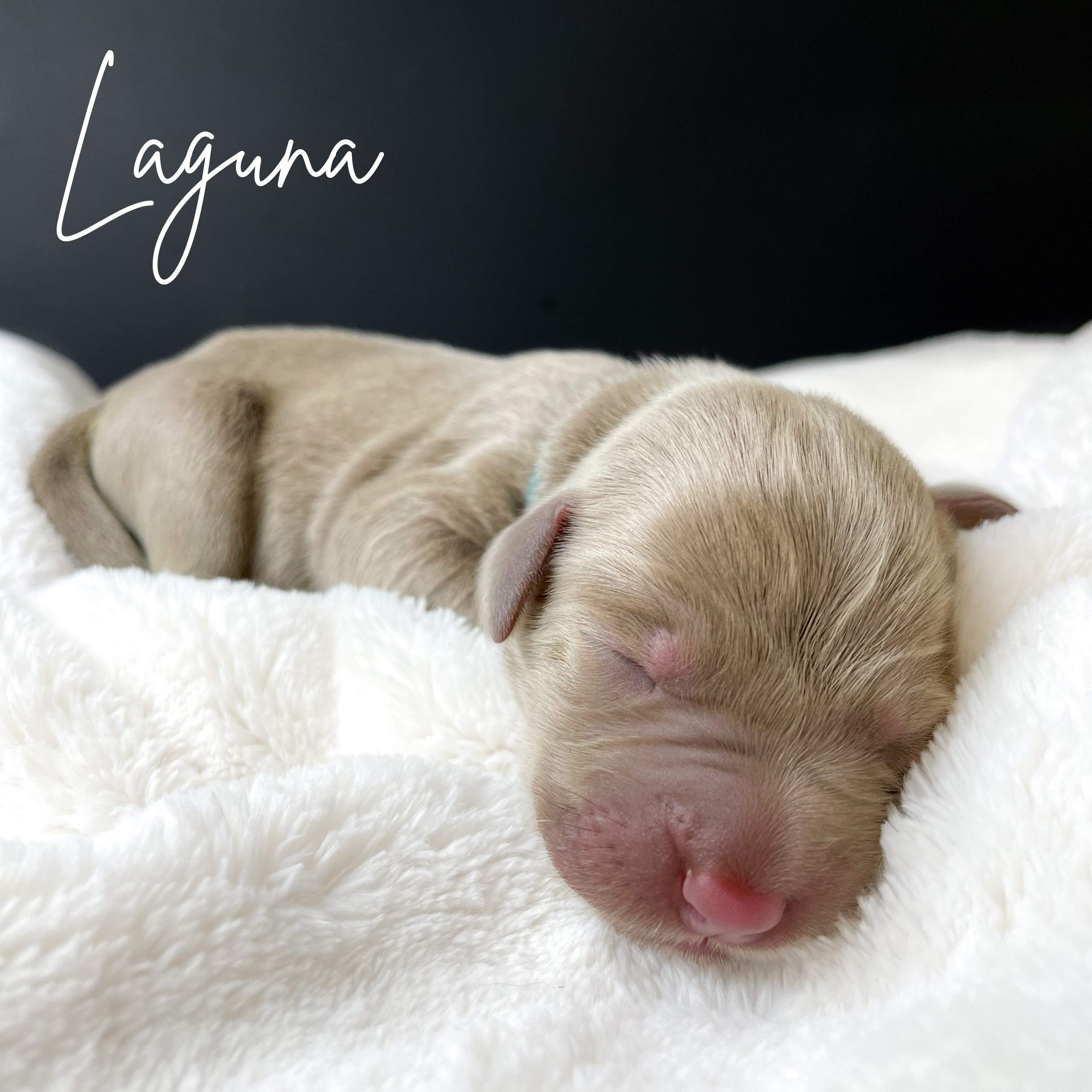 Silver lab puppies for sale in arizona