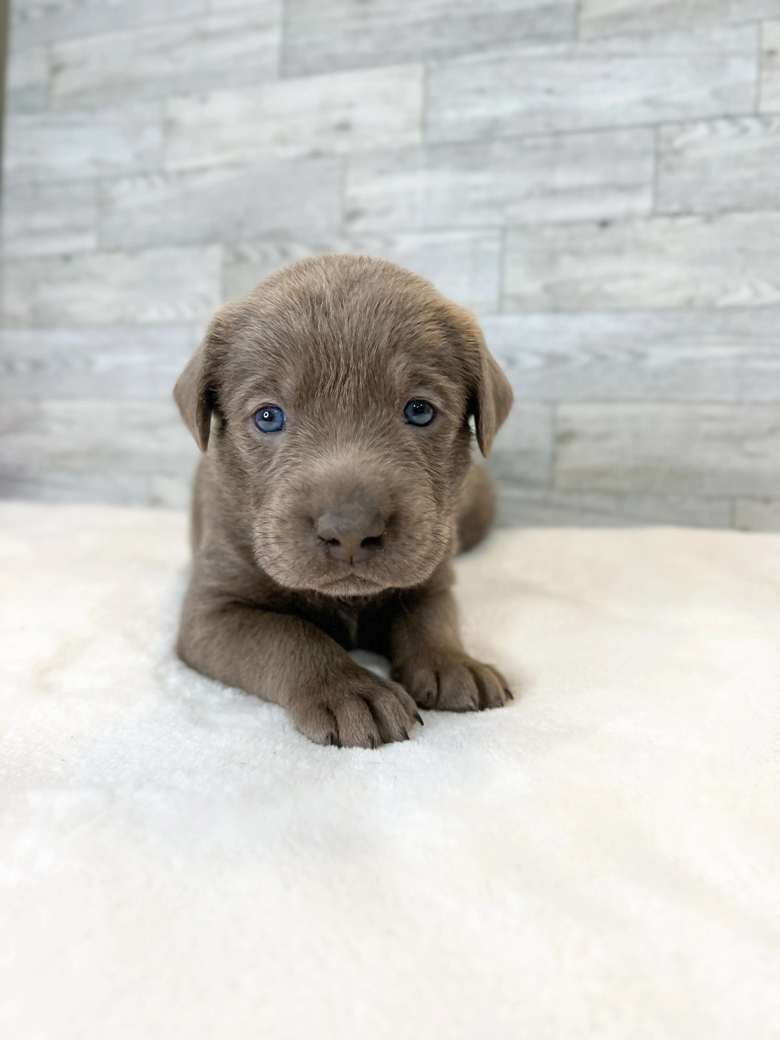 Silver lab puppy arizona, silver lab puppies in arizona, silver labs Phoenix, silver Labrador retriever puppies in arizona