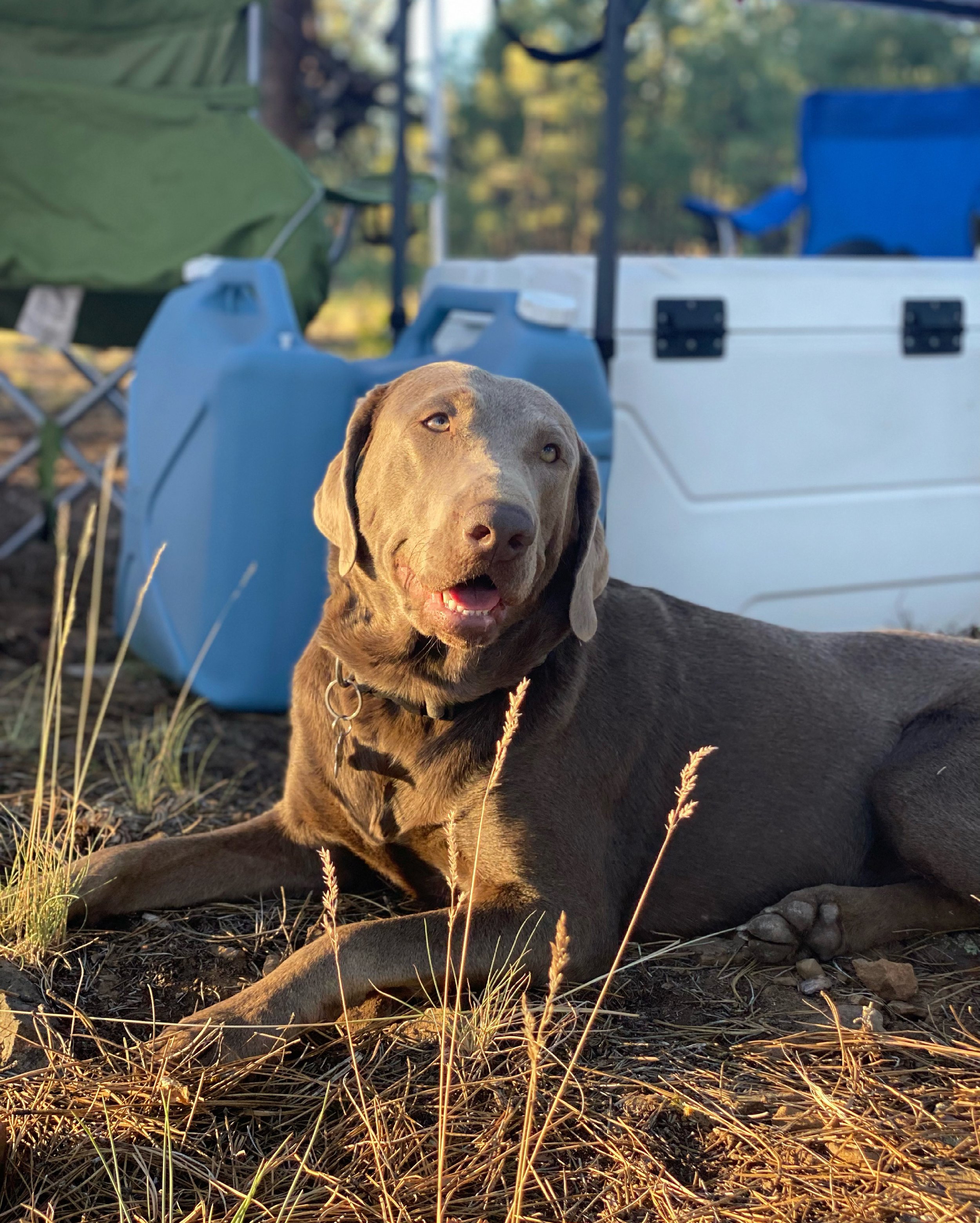 Silver-Lab-Breeder-Arizona-Gunmetal-Labs-Mesa-Maya2.jpg