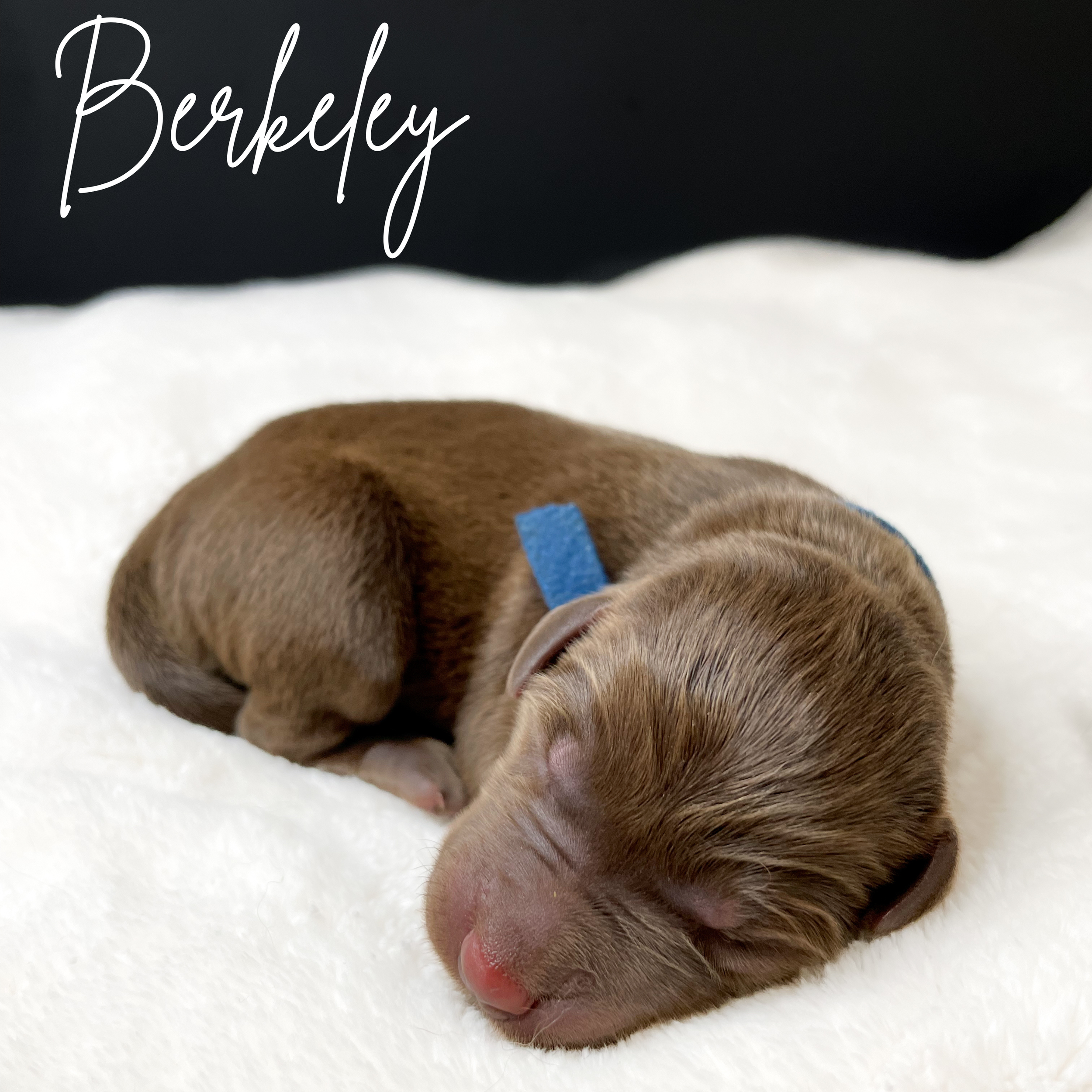 Chocolate lab puppies arizona, chocolate lab puppy