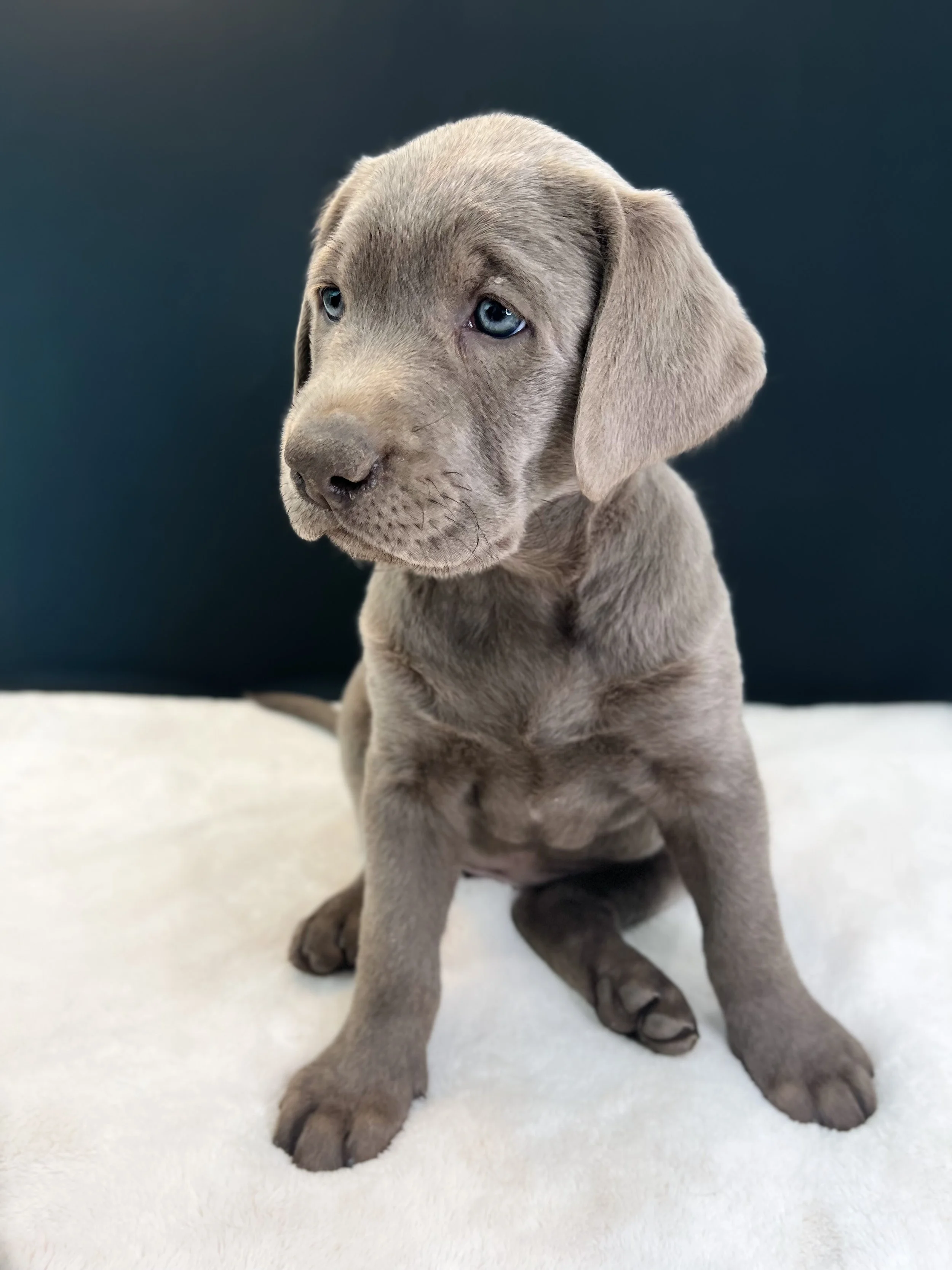 Silver lab puppy arizona, silver lab puppies in arizona, silver labs Phoenix, silver Labrador retriever puppies in arizona