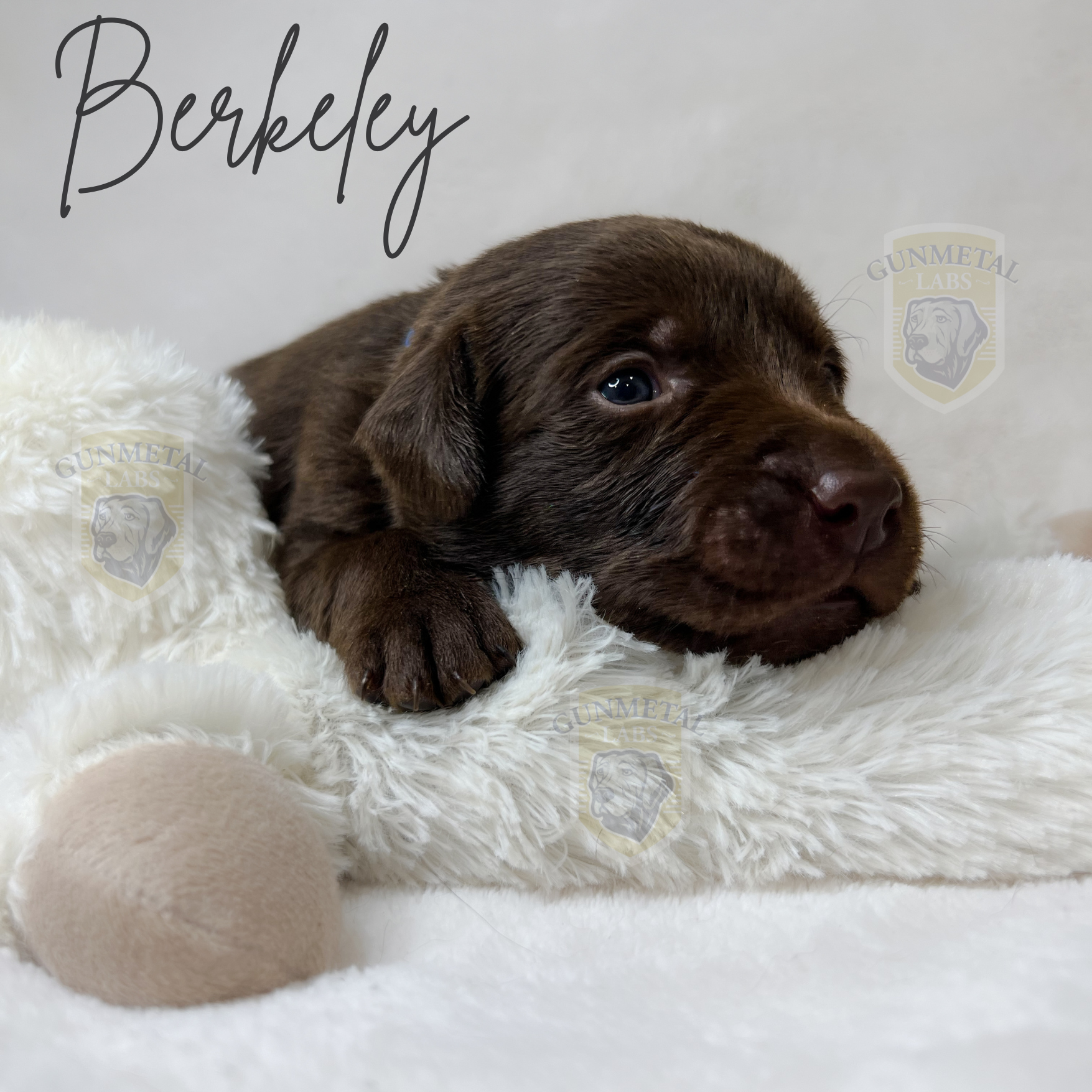 Chocolate lab puppy for sale, beautiful English lab