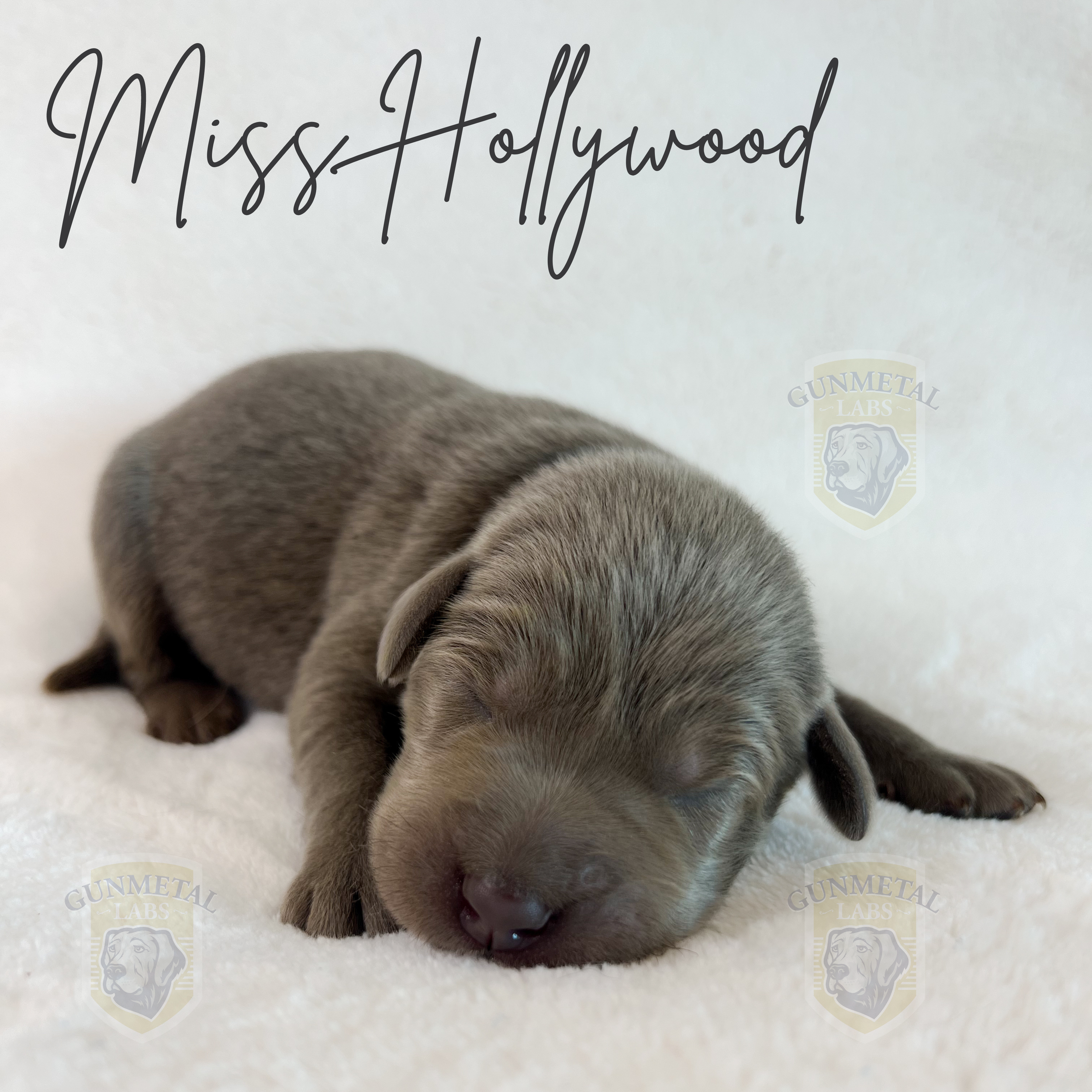 Silver lab puppy for sale in Arizona