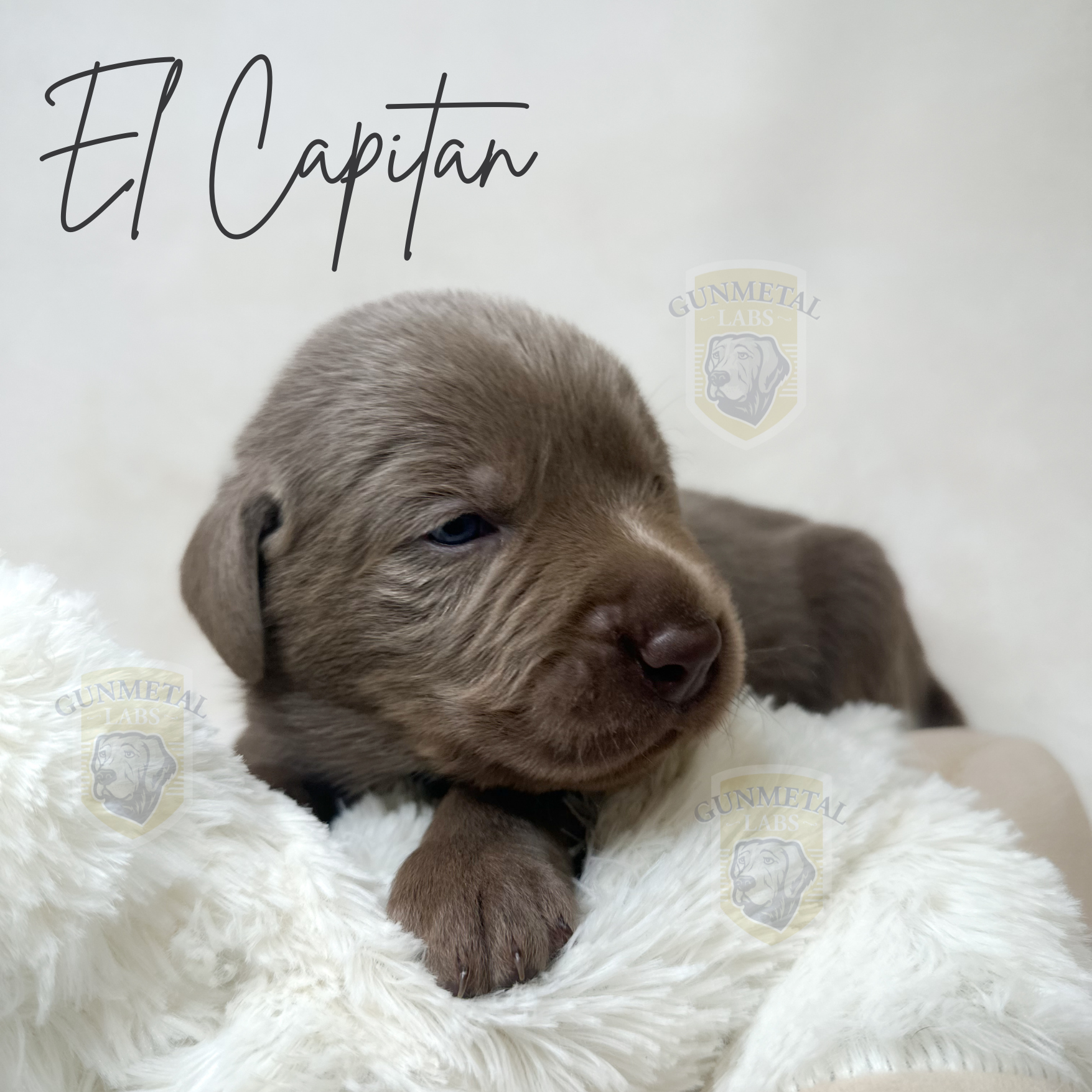 Male silver lab puppy for sale arizona