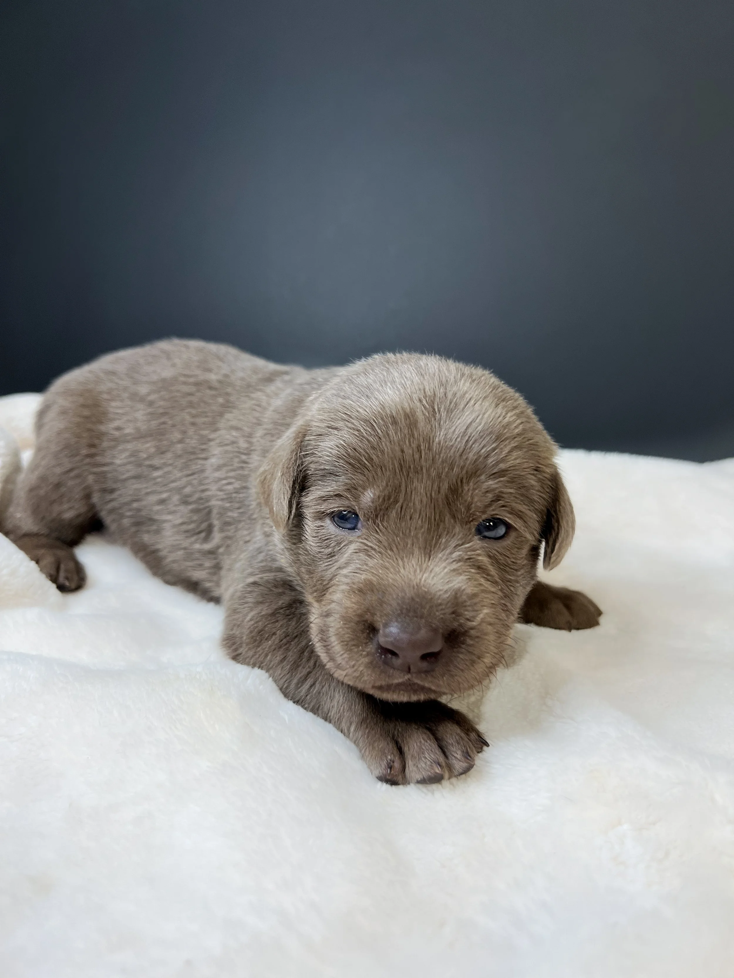 Silver lab puppy arizona, silver lab puppies in arizona, silver labs Phoenix, silver Labrador retriever puppies in arizona