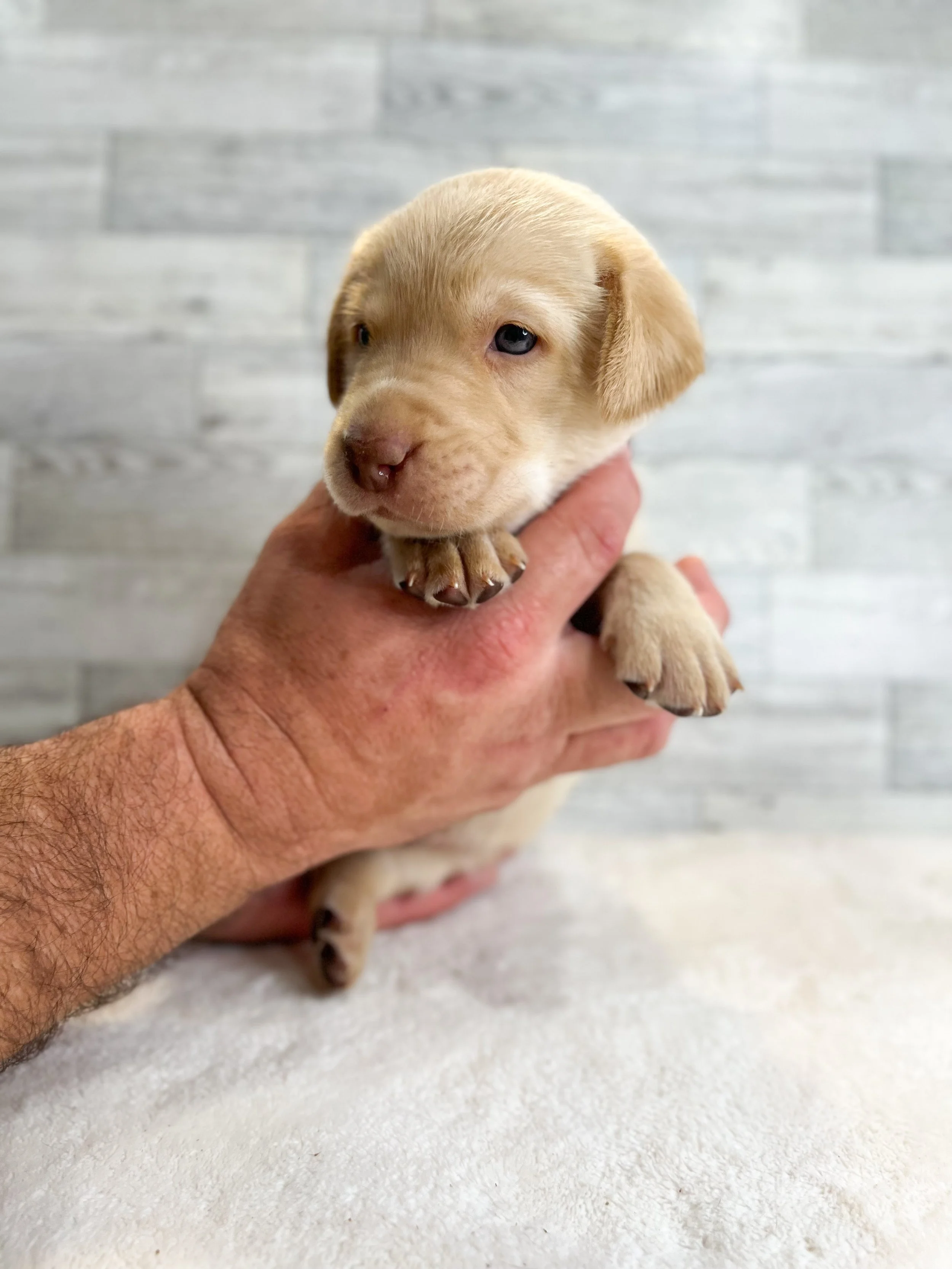 Yellow lab puppies for sale arizona, az Labrador retriever puppies, Labrador retriever breeders az