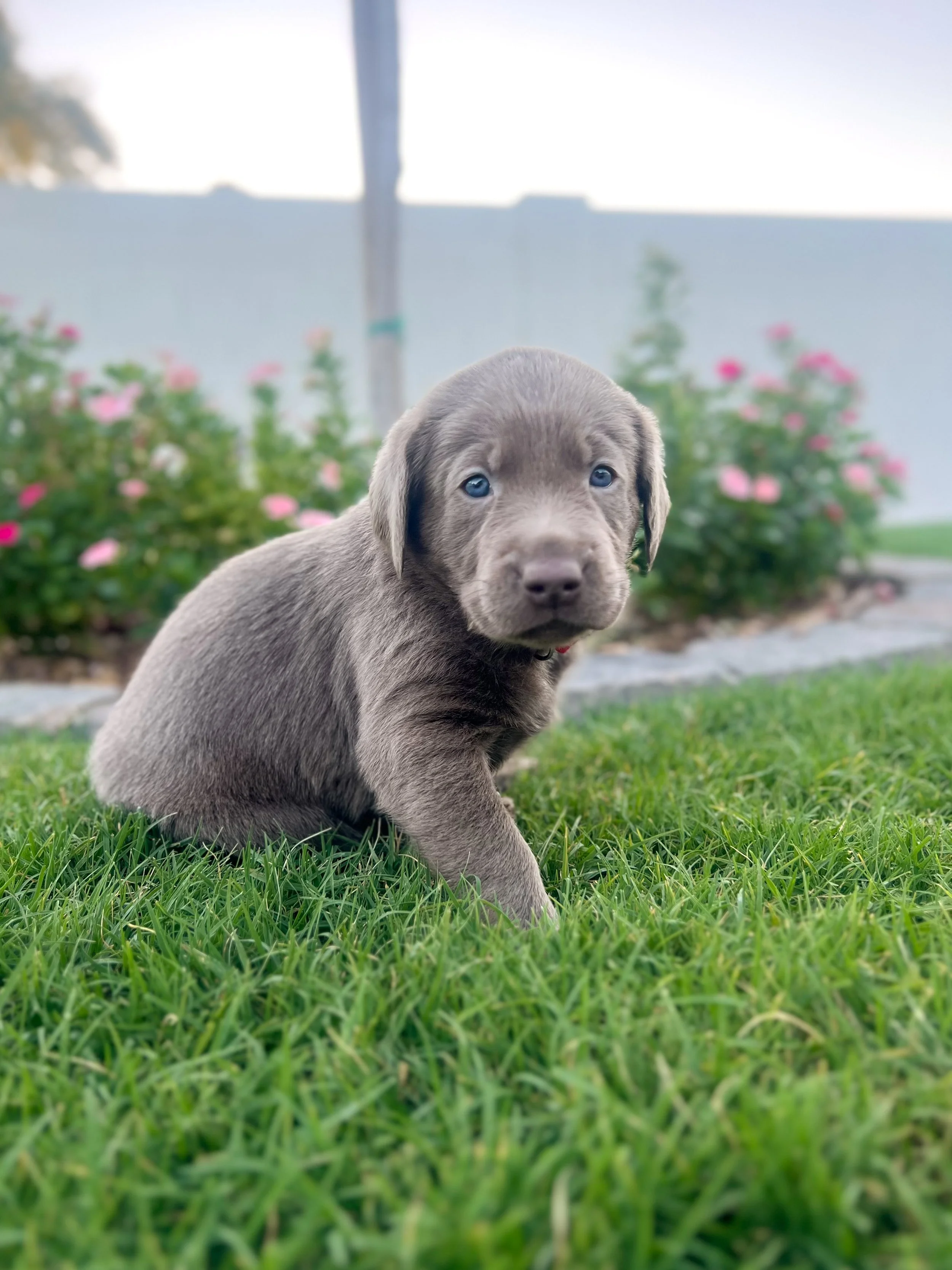 Silver Lab puppy for sale