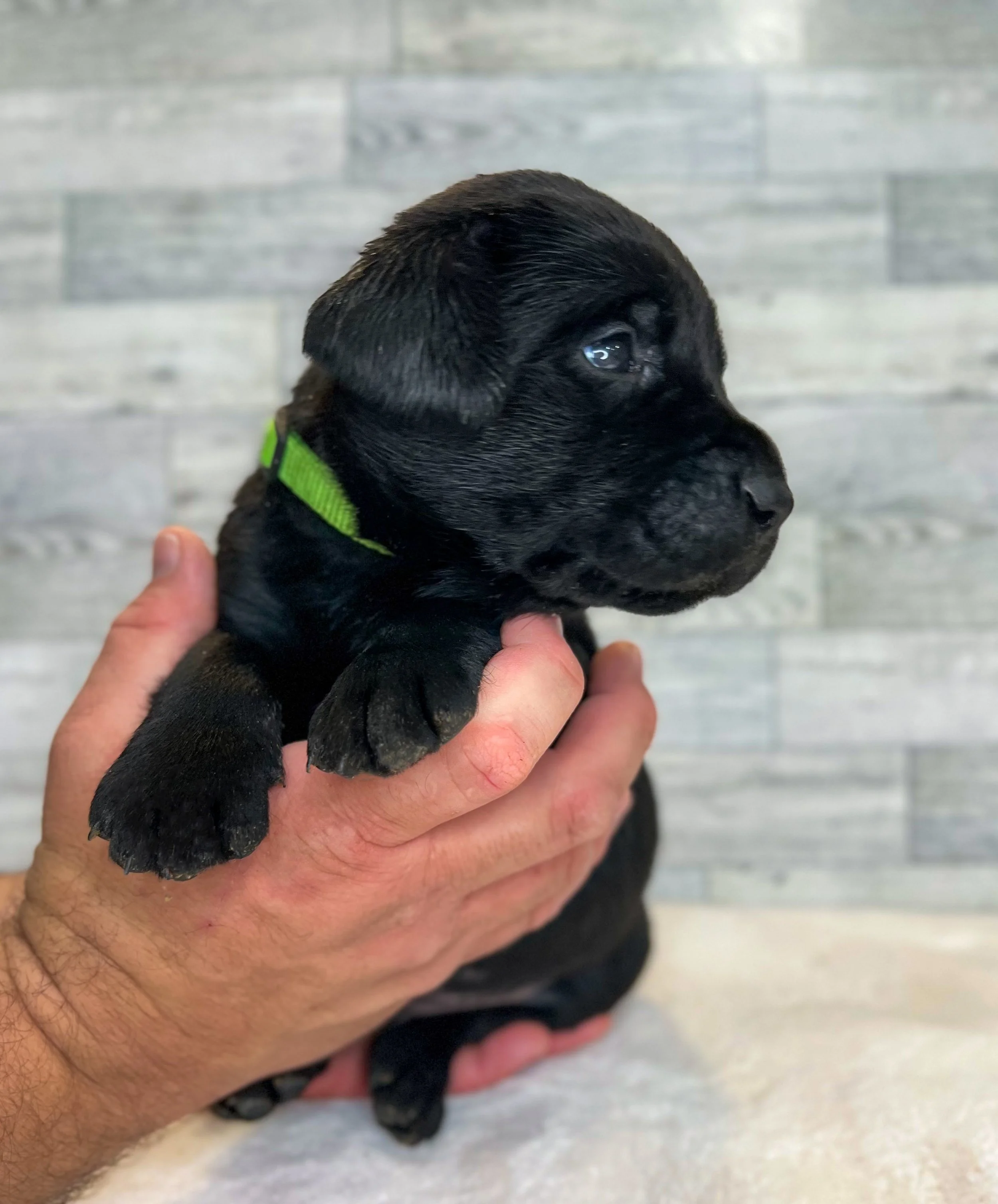 Black lab puppies arizona, black labs in arizona, Arizona Labrador retrievers