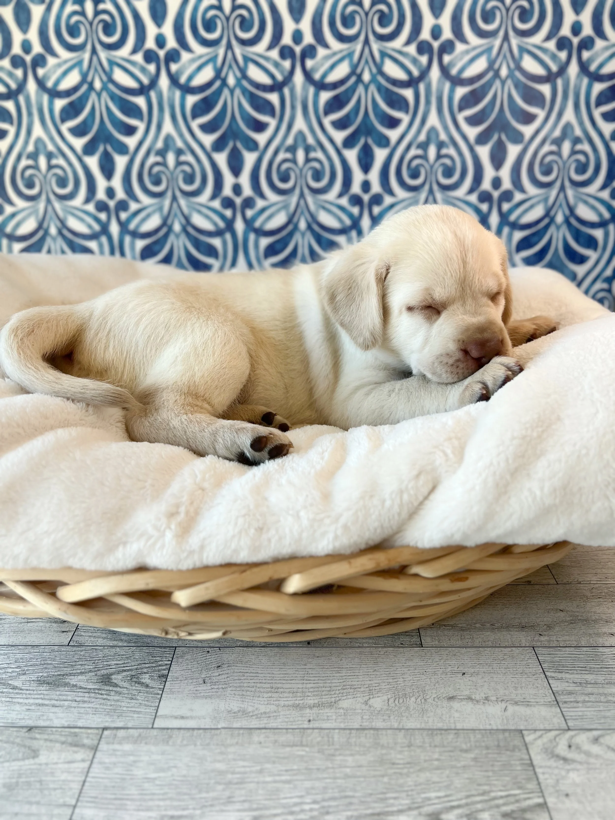 Champagne lab puppy, champagne lab puppies in arizona, dilute Labrador retriever puppies