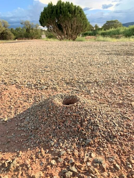 Ant Mound