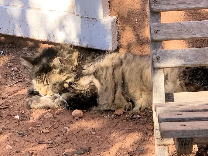 Old Smokey