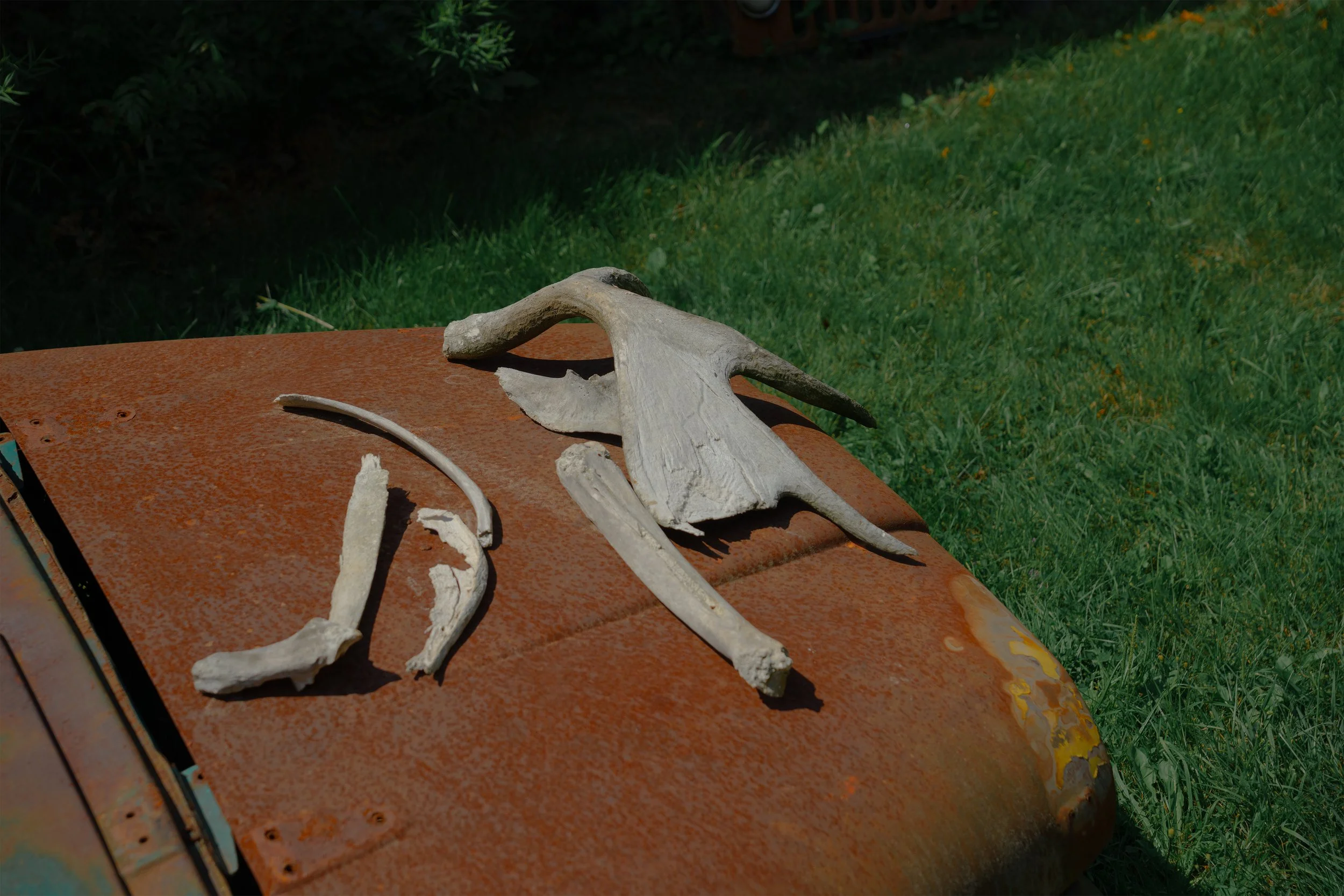 deer-47.jpg