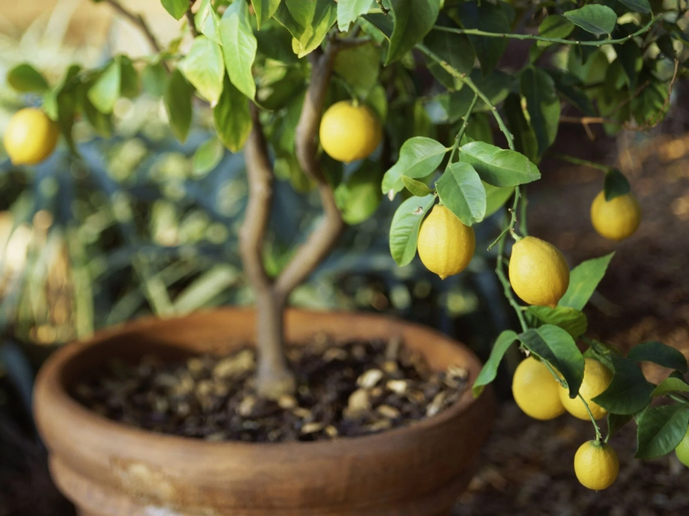 Ghid pentru cultivarea unui pom de lămâi acasă