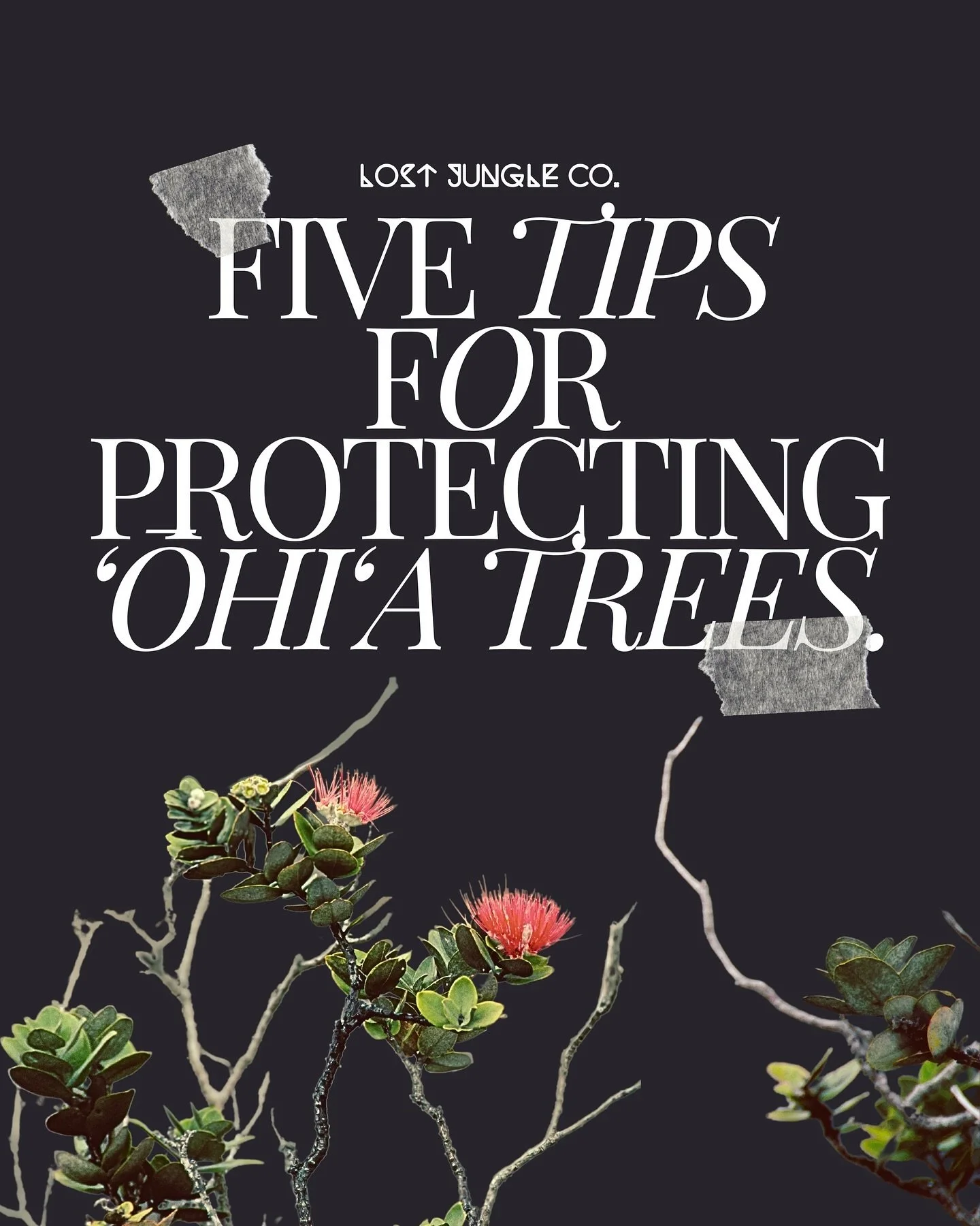Rapid ʻŌhiʻa Death (ROD) is a serious fungal disease affecting ʻōhiʻa lehua trees in Hawaii. Here are 5 tips for how to protect and ensure their survival for Native Hawaiian species and generations to come. #saveohia #protectohia #lostjunglehawaii #g