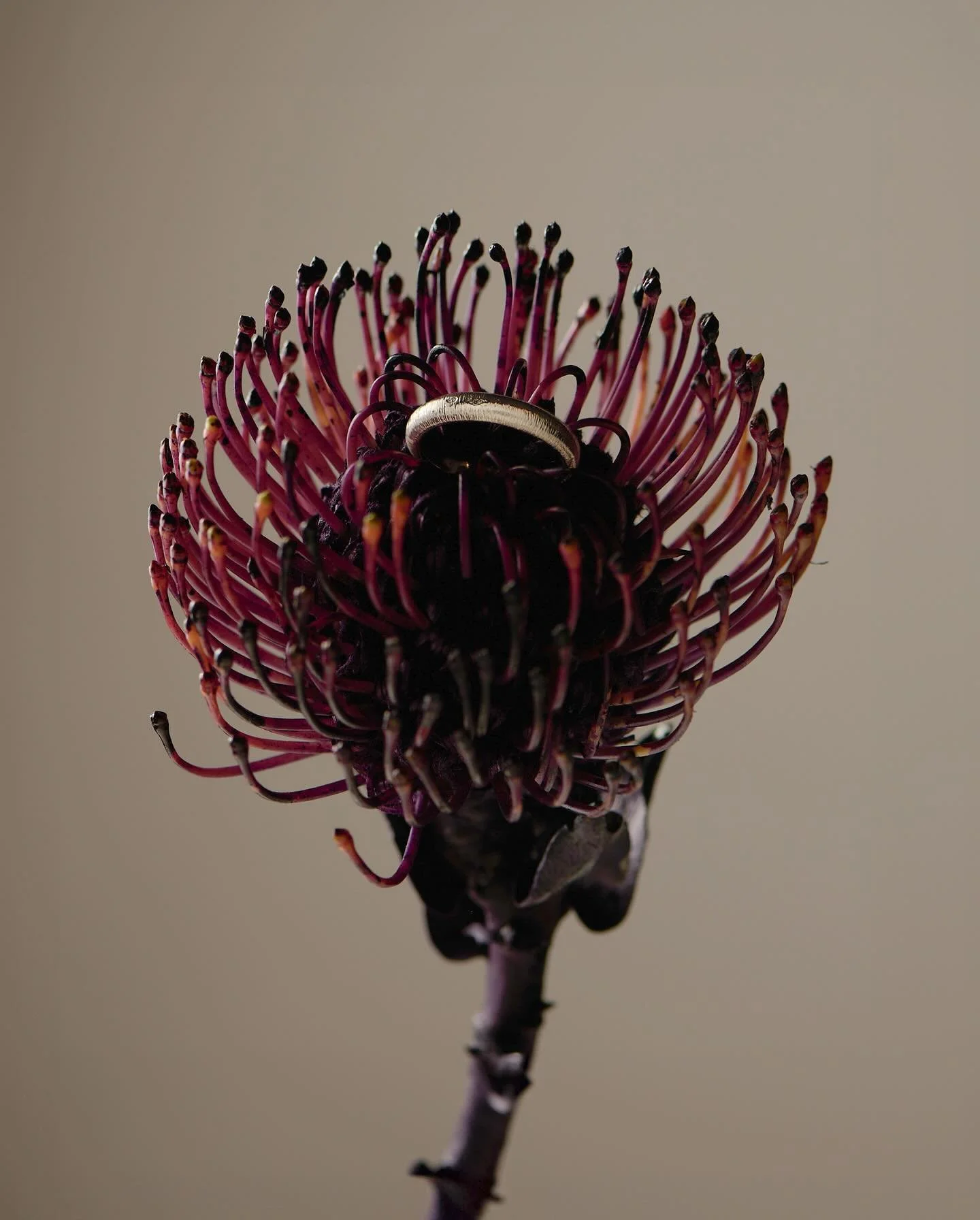 L&rsquo;anneau en or gris palladi&eacute; et sa gravure &laquo;&nbsp;soie&nbsp;&raquo;,enti&egrave;rement r&eacute;alis&eacute; &agrave; la main, se fait alliance avec les bagues &laquo;&nbsp;Gouttes de ros&eacute;e&nbsp;&raquo;.
#alliancemariage #or