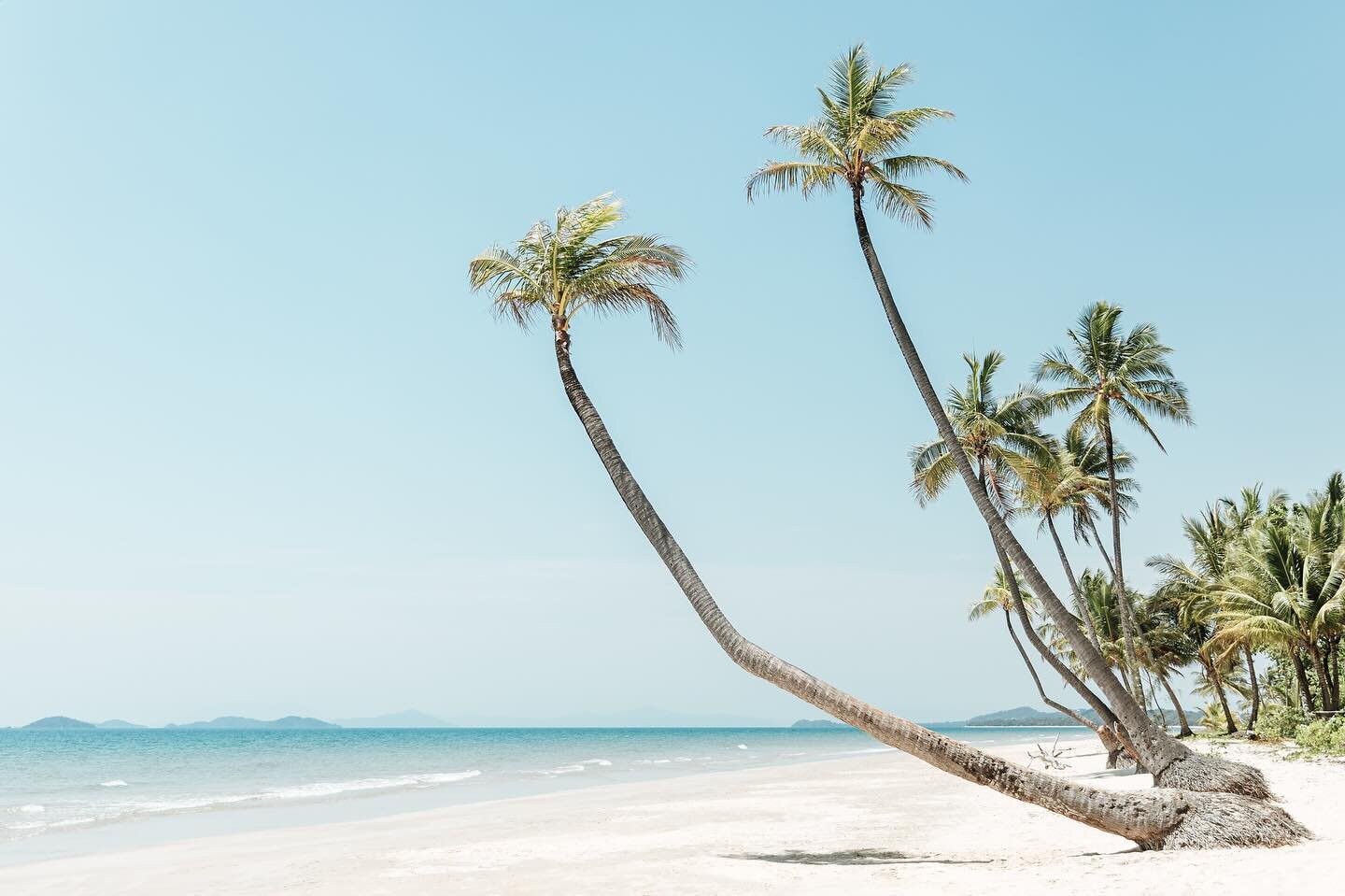 &lsquo;Mission Beach Palm Trees&rsquo; 🌴
What a magical place✨