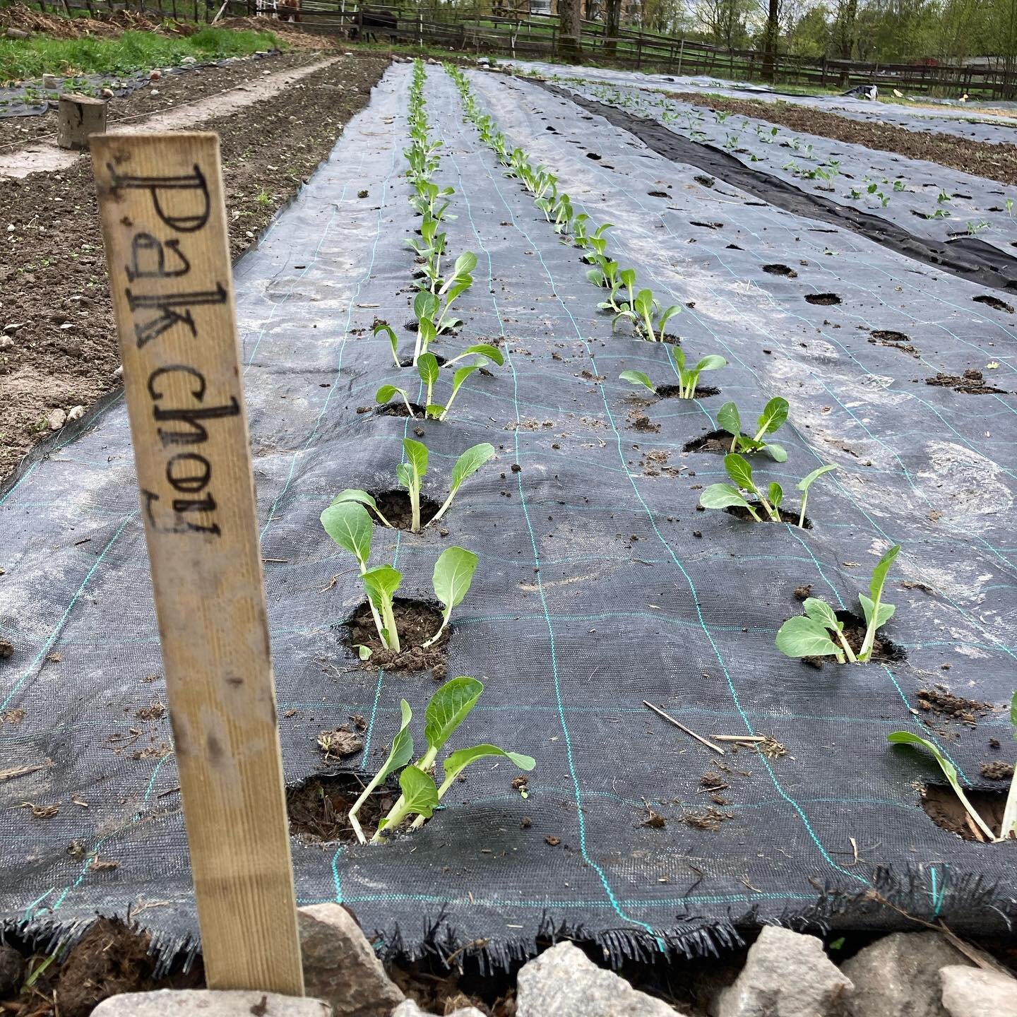 Jeg planta ut de første småplantene på @tvetenandel i dag 🌱
Veldig gøy å være ekstragartner der om dagen 😊 Utrolig kult å oppleve hvor mye en gjeng engasjerte andelshavere ledet av en dyktig gartner f&ar