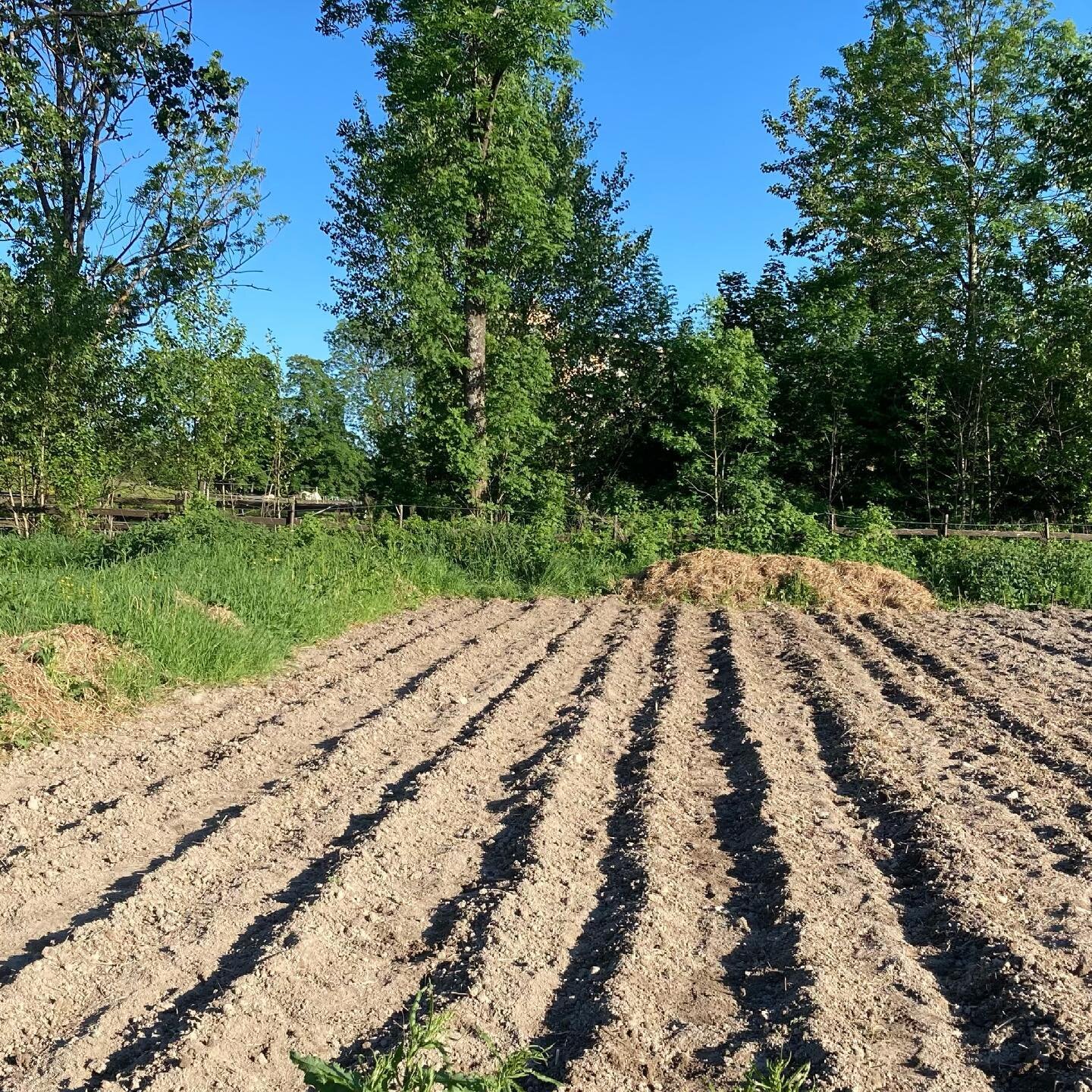 10 rader/200 meter med poteter har kommet i bakken i dag takket være god innsats fra dagens dugnadsgjeng på @tvetenandel Veldig gøy å lede arbeidet med så motiverte folk! Litt i seneste laget for potetene er det jo, men