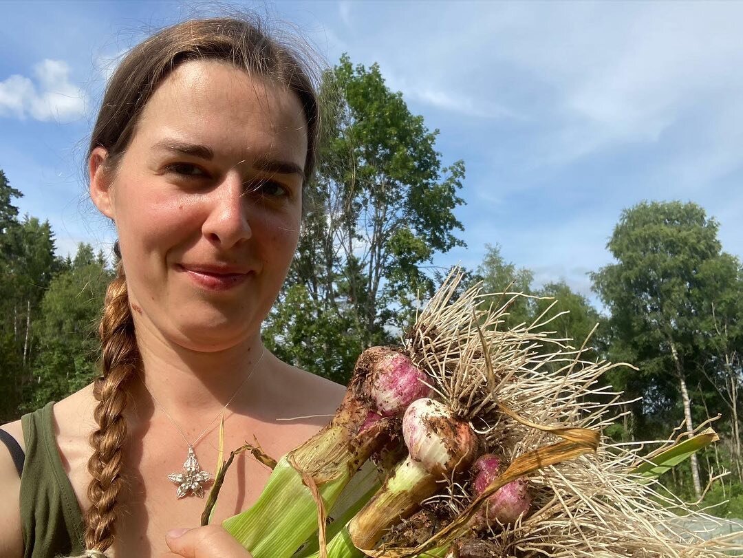 Hvitløksuka! 🧄Denne uka har jeg høstet hvitløk 3 av 7 dager, på 3 ulike steder. I dag hos fantastiske @markagronnsaker og på begge jordene til @bodoandelslandbruk tidligere i uka. Deilig hvitløksduft - og g&os