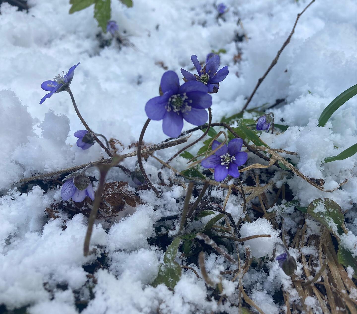 Våren er på vei, tross en ny runde snø i Trøndelag, og blåveisen har sprunget ut 💙
Jeg gleder meg masse til ny sesong og alt som skal spire og gro fremover 🥰
Hva gleder du deg mest til å se spire?
#bl&arin