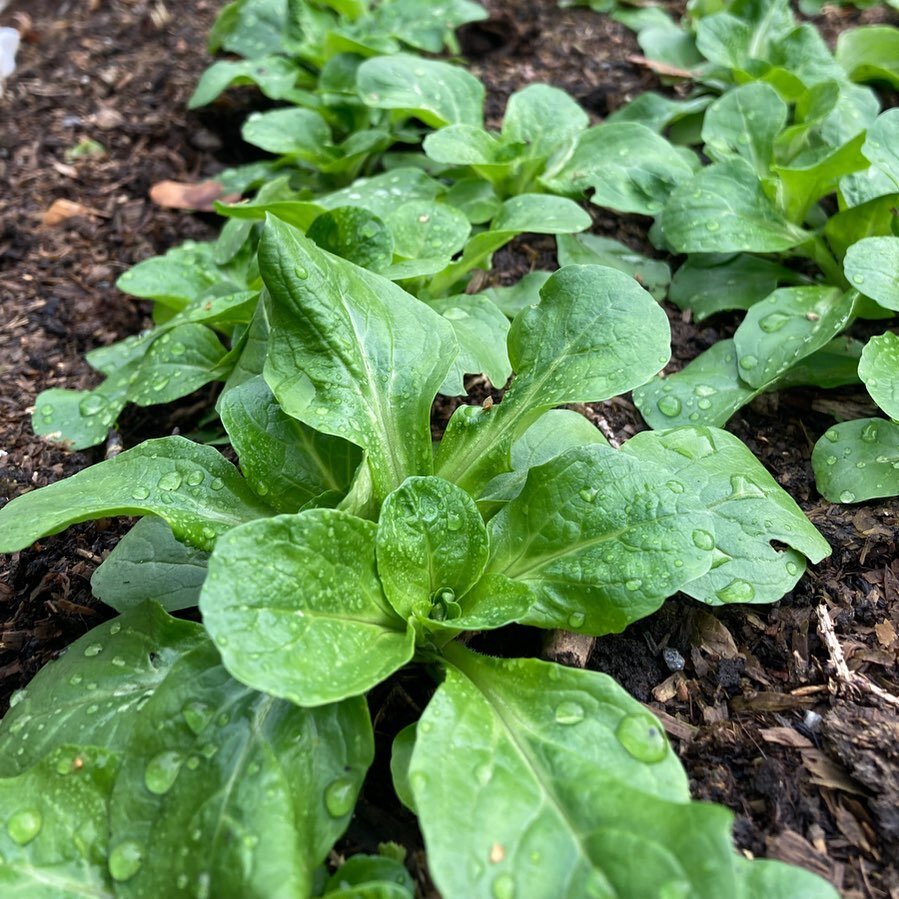 Feltsalaten lever fortsatt hos @markagronnsaker og skal overvintres (og forhåpentligvis ikke spises av rådyr underveis). Det er kult hvordan småplanter faktisk kan stå fint gjennom hele vinteren og så starte å voks